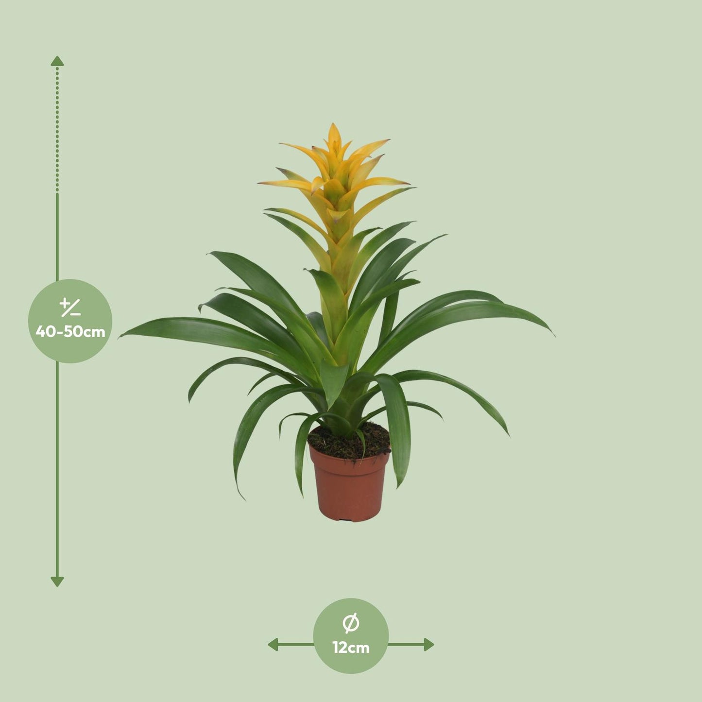 Guzmania Desire - Ø12 ↕45 bei Pflanzfix24