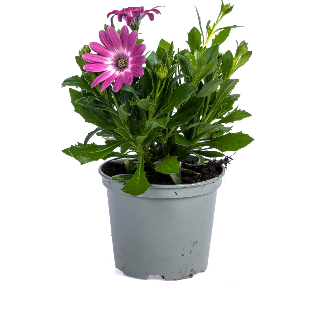8x Osteospermum ecklonis Mix Ø12 cm - ↕20 cm bei Pflanzfix24