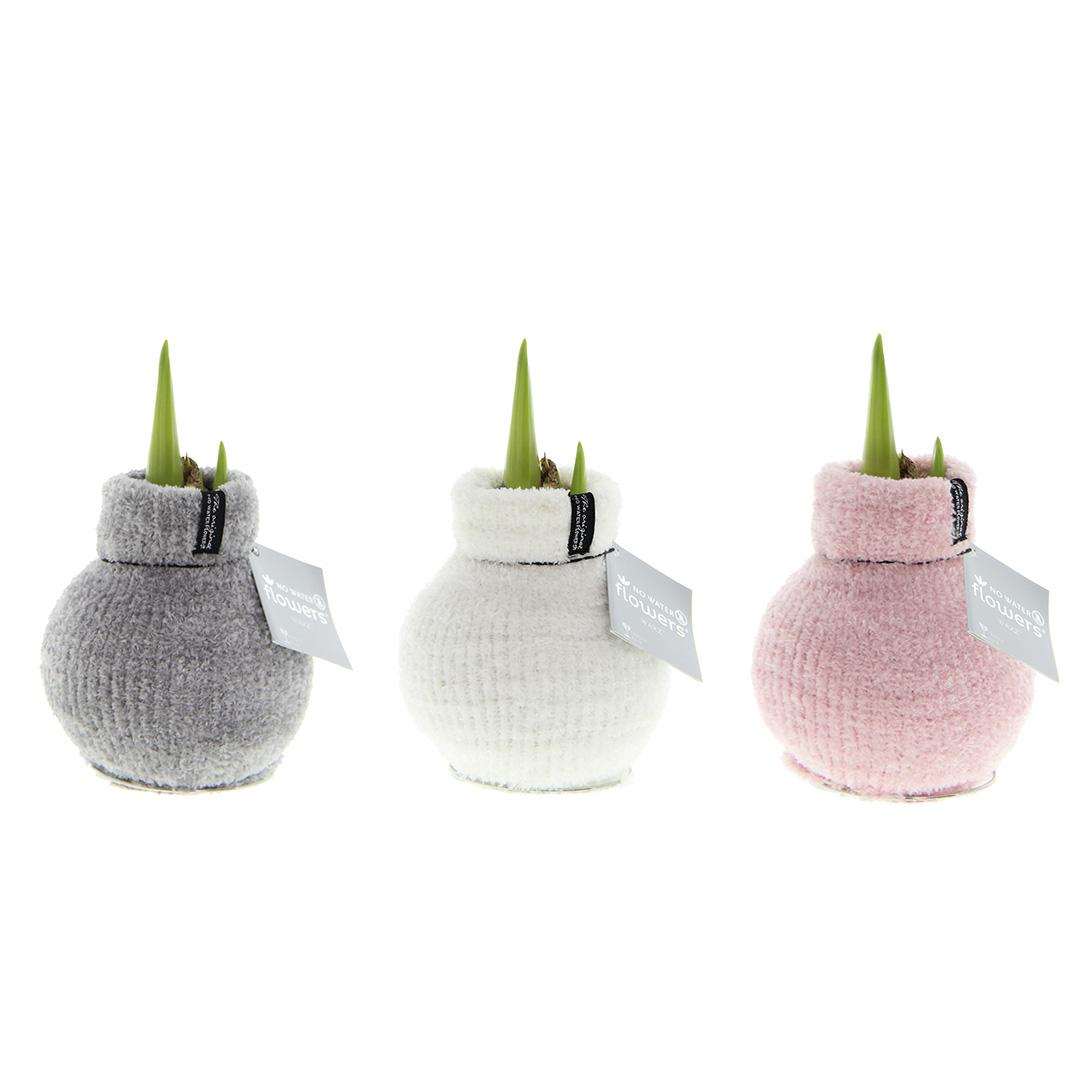 No Water Flowers® (wax amaryllis) Fashionz Cozy Fluffy Mix (3 pack) + Red flower - Pflanzfix24