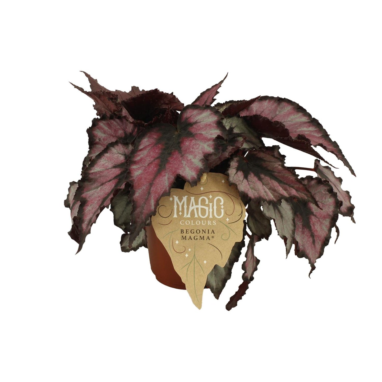 Begonia Rex Magma - Ø12 ↕25 von Pflanzfix24