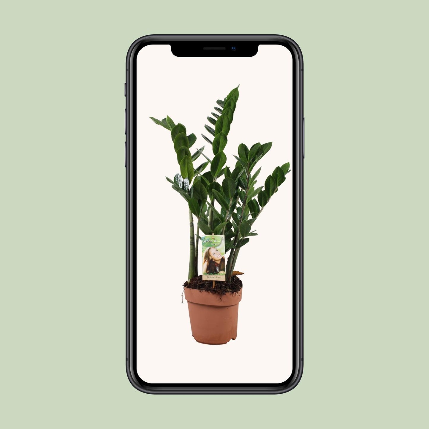 Zamioculcas Ø17cm, 70cm – Pflegeleichte ZZ-Pflanze | Pflanzfix24.de - Pflanzfix24.de
