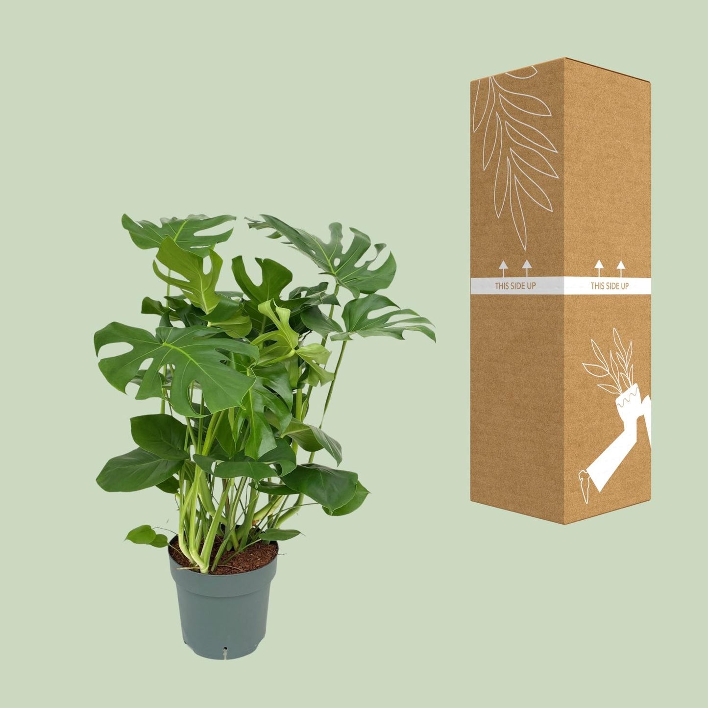 Monstera Deliciosa - Ø30cm - ↕100cm - Pflanzfix24