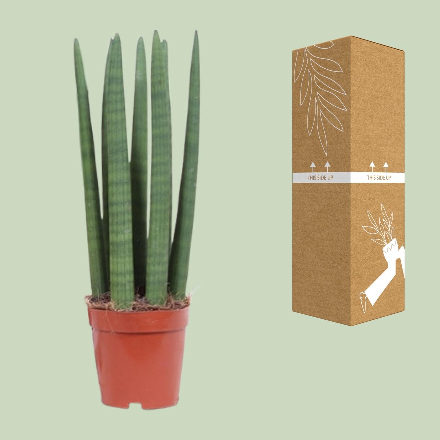 Sansevieria Straight Ø12cm | Pflanzfix24.de - Pflanzfix24.de