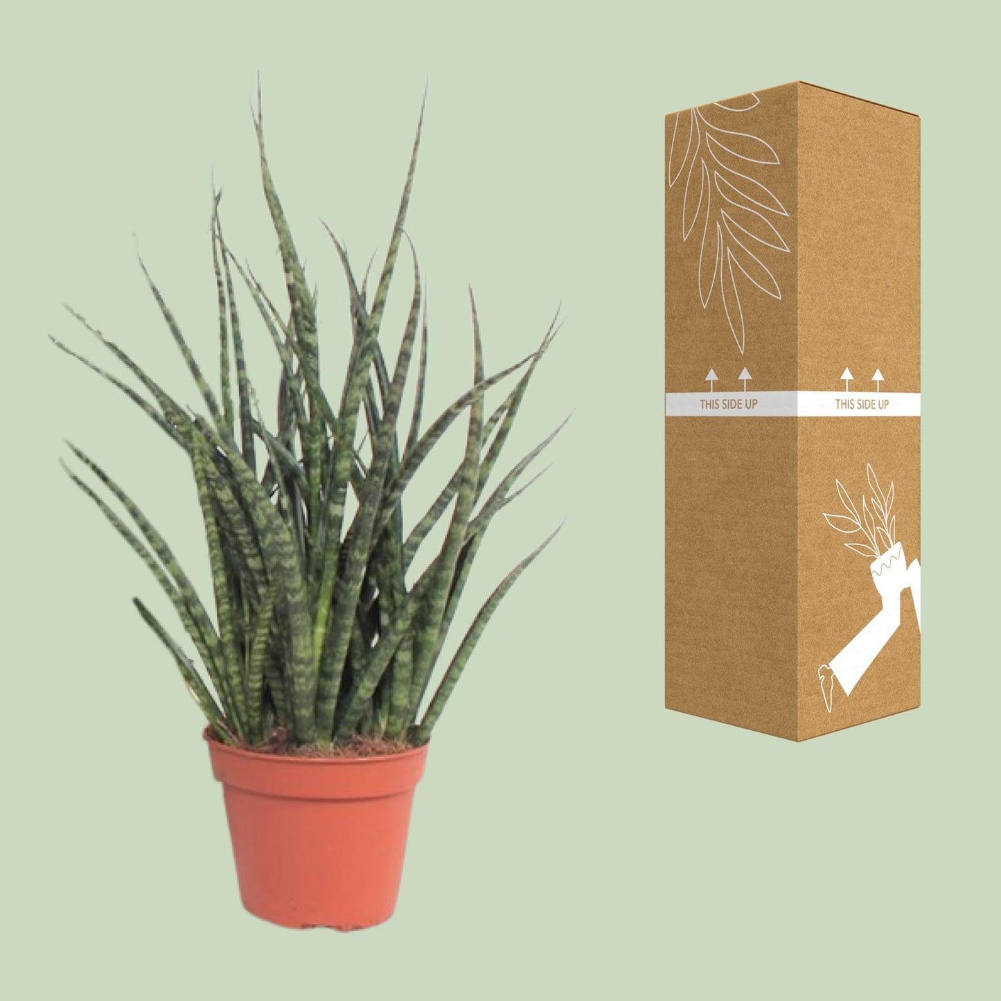 Sansevieria Fernwood Punk - Ø12cm - ↕30cm - Pflanzfix24