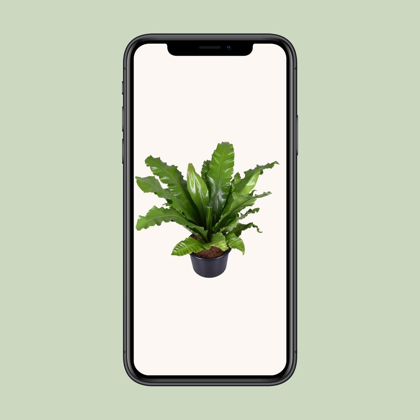 Asplenium Nidus - Nestfarn - Ø37cm - ↕85cm - Pflanzfix24