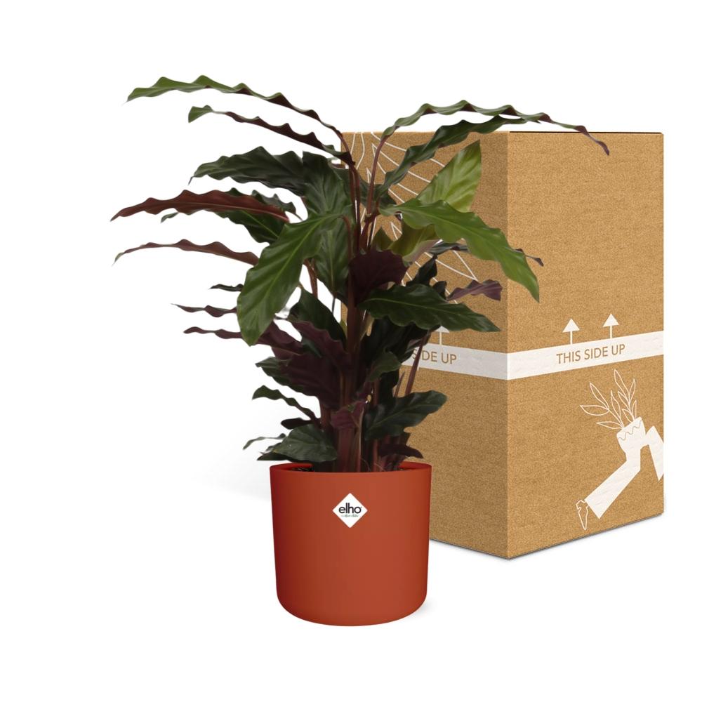 Calathea Rufibarba 'Tropistar' in ELHO b.for soft rond 14cm brique - Pflanzfix24