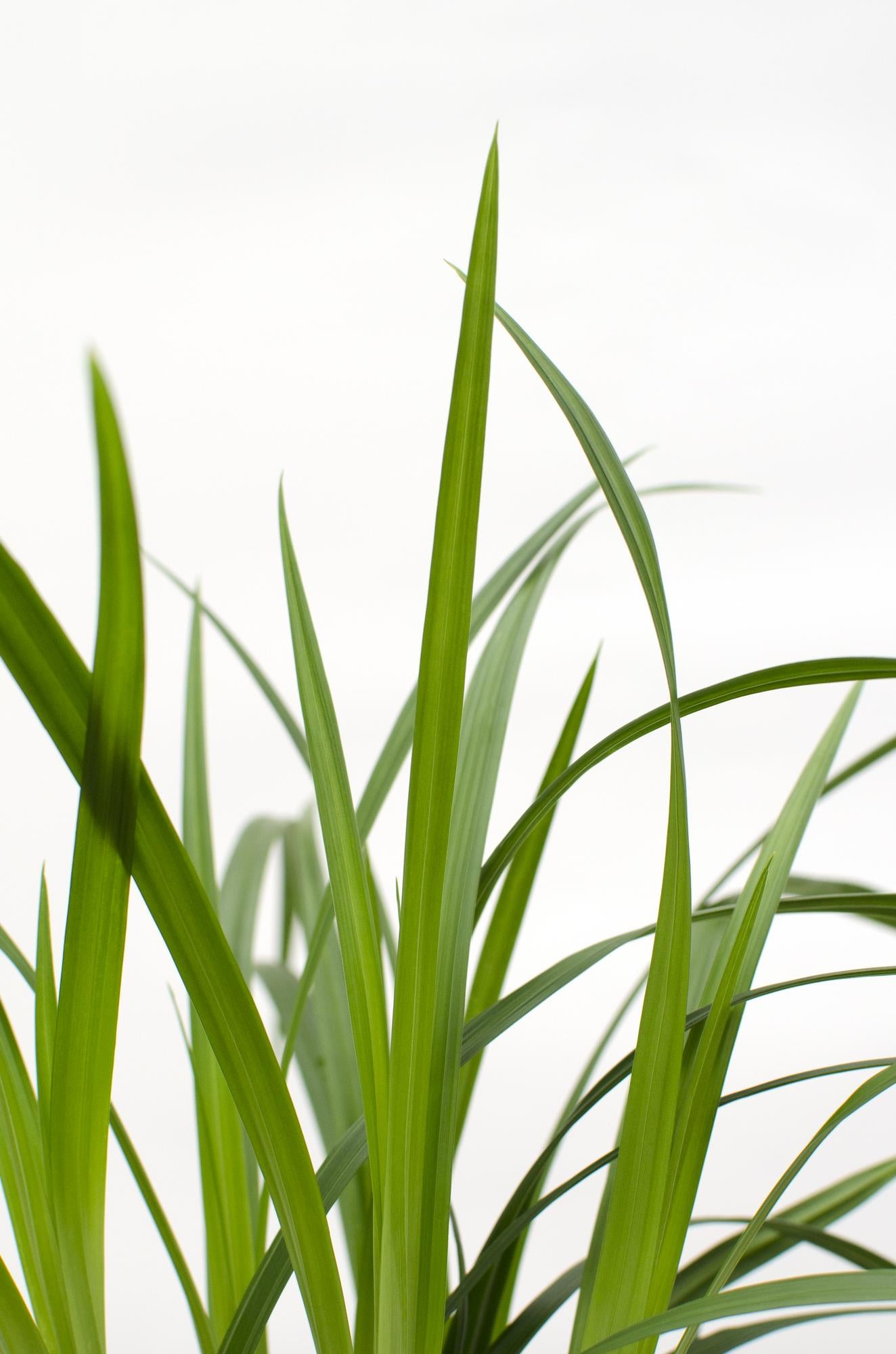 3x Carex morrowii 'Irish Green' - ↨30cm - Ø14 - Pflanzfix24