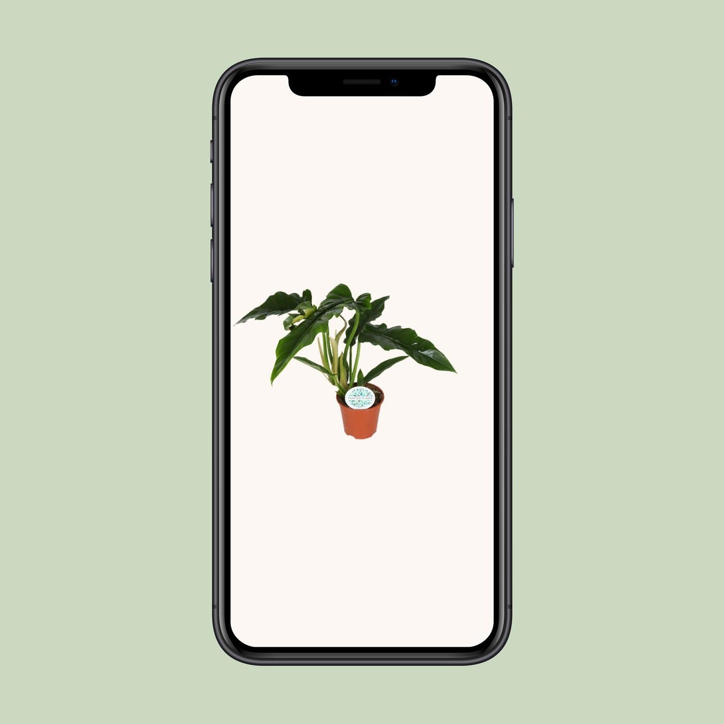 Philodendron Narrow - Ø14cm - ↕40cm by Pflanzfix24