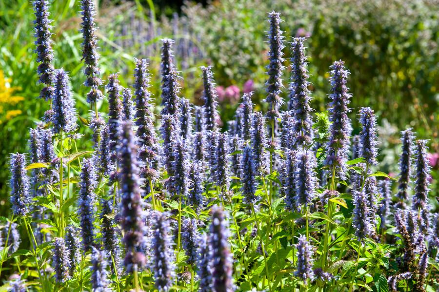12x Agastache 'Black Adder' – Duftstaude – Pflanzfix24.de - Pflanzfix24.de