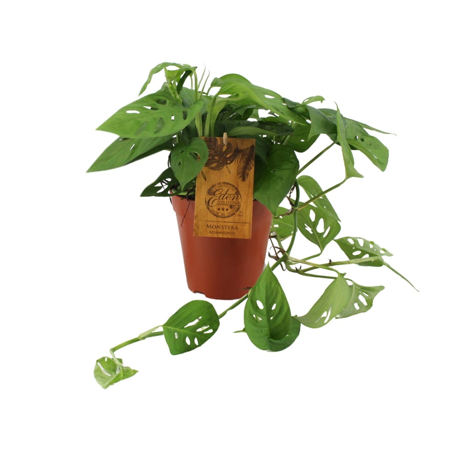 Monstera Adansonii - Ø15cm - ↕40cm - Pflanzfix24