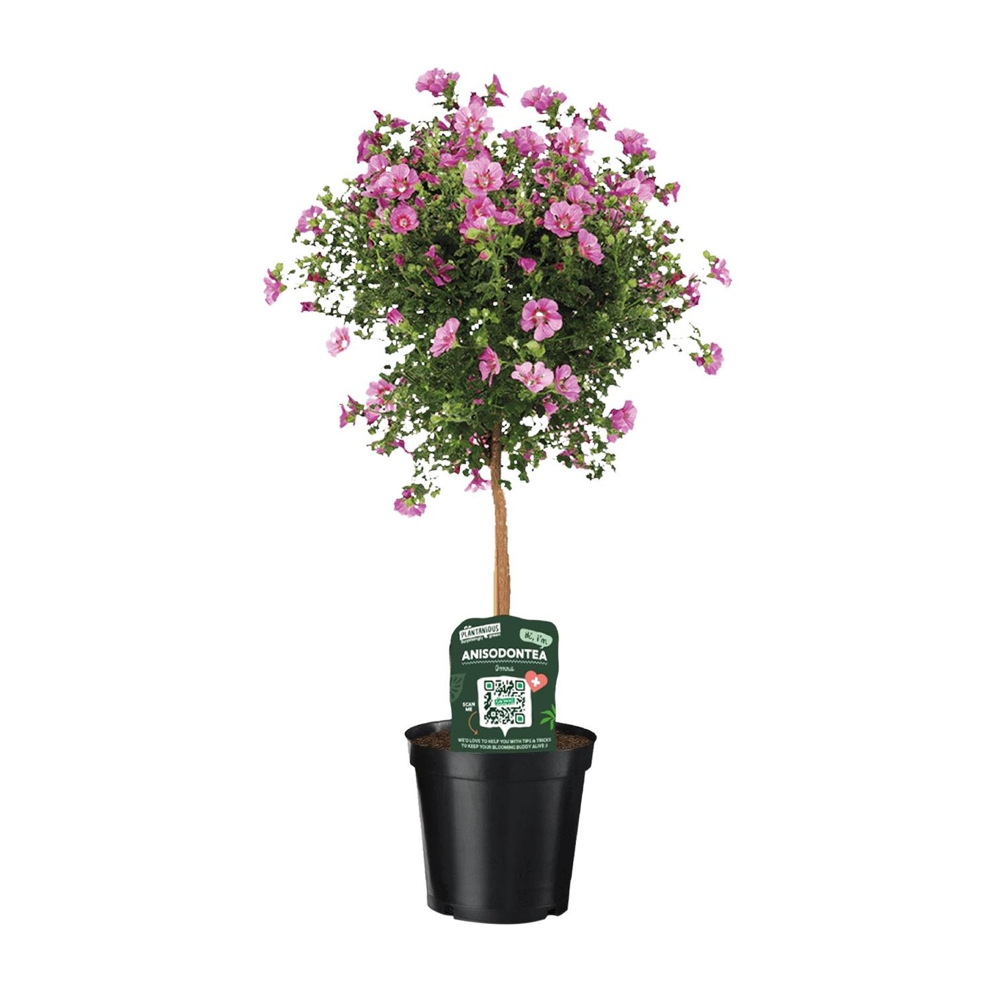 Anisodontea Elegans - Ø19cm - ↕75cm - Pflanzfix24