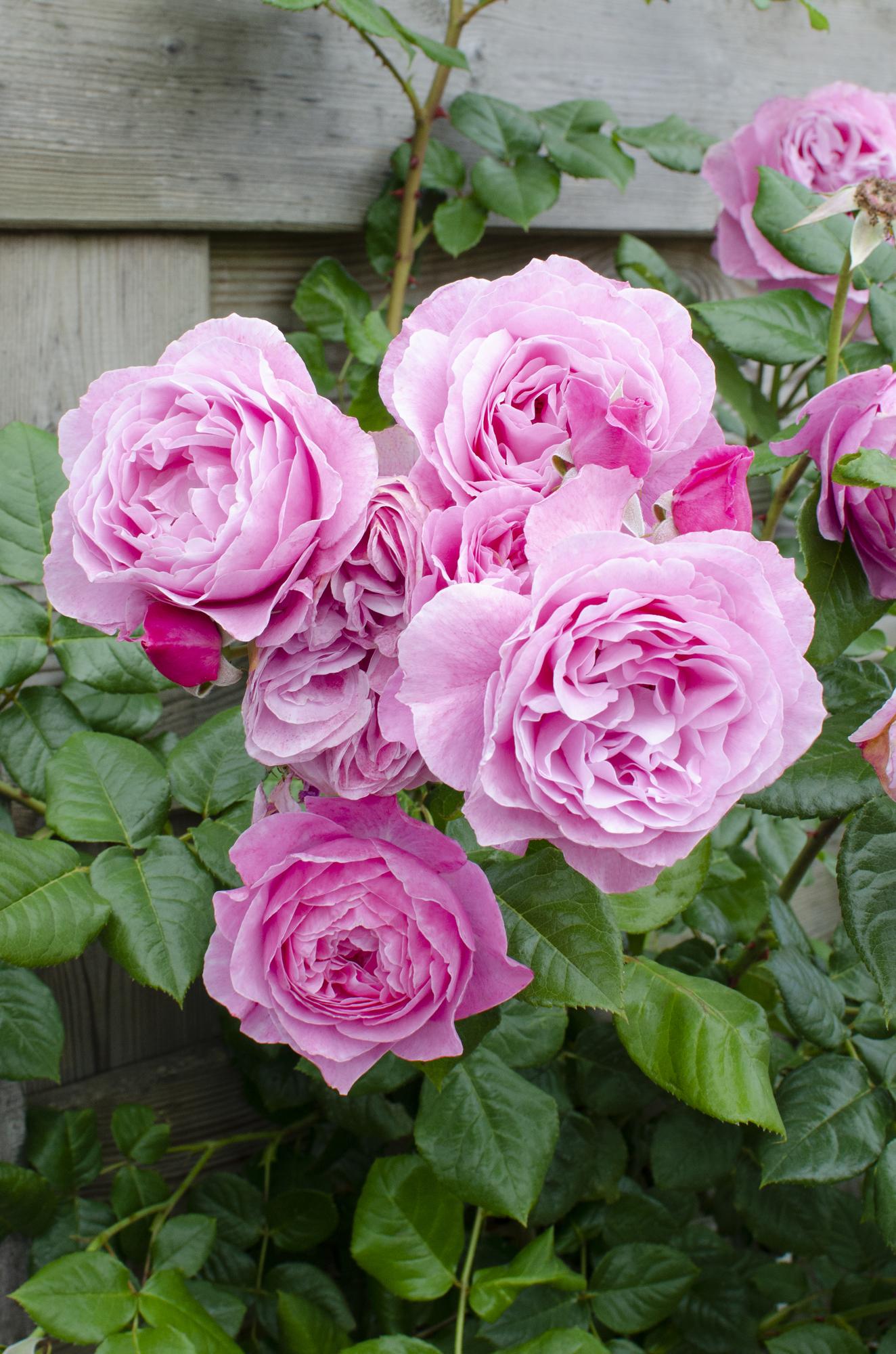 3x - Rosa Crazy in Love 'Pink' - ↨65cm - Ø15 - Pflanzfix24