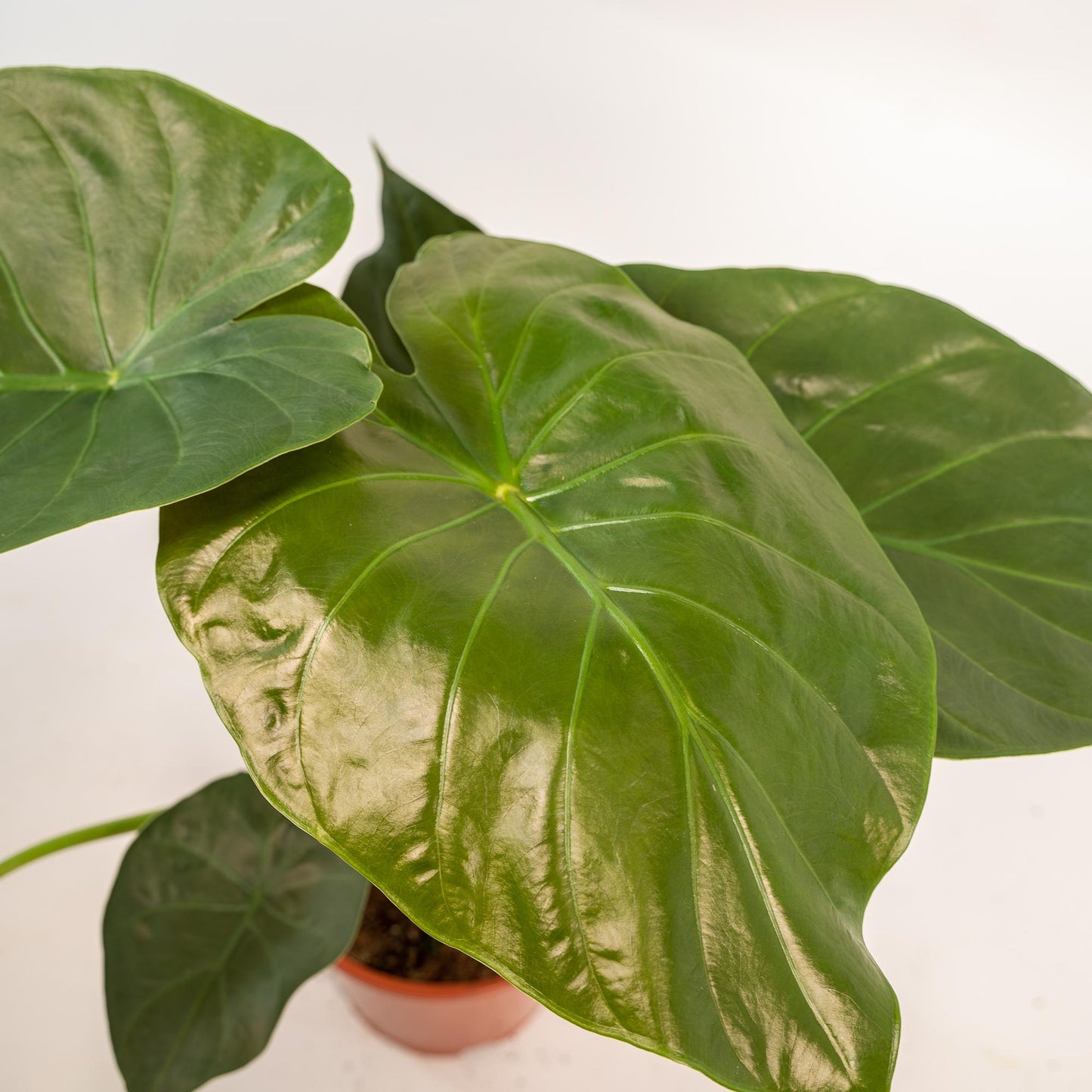 Alocasia Wentii - Ø19cm - ↕65cm + Korb Igmar - Pflanzfix24
