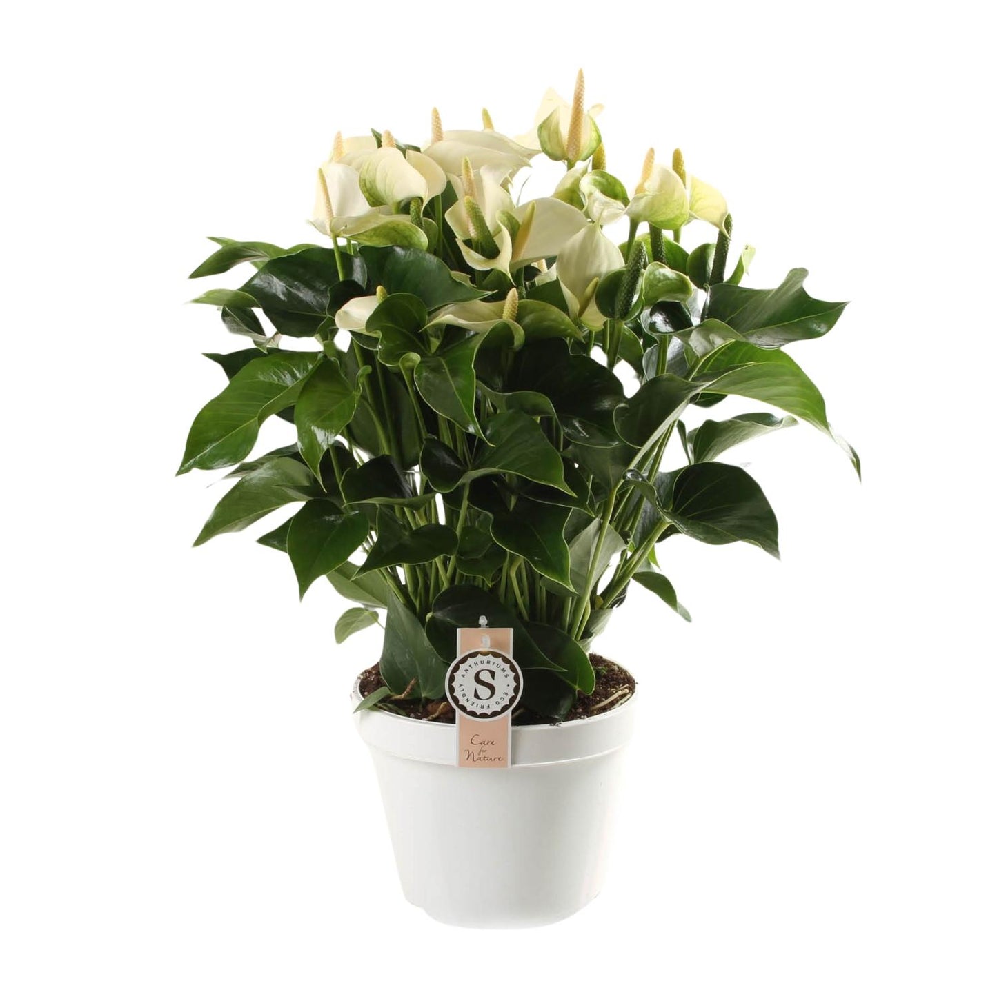 Anthurium White Champion 21cm - Pflanzfix24