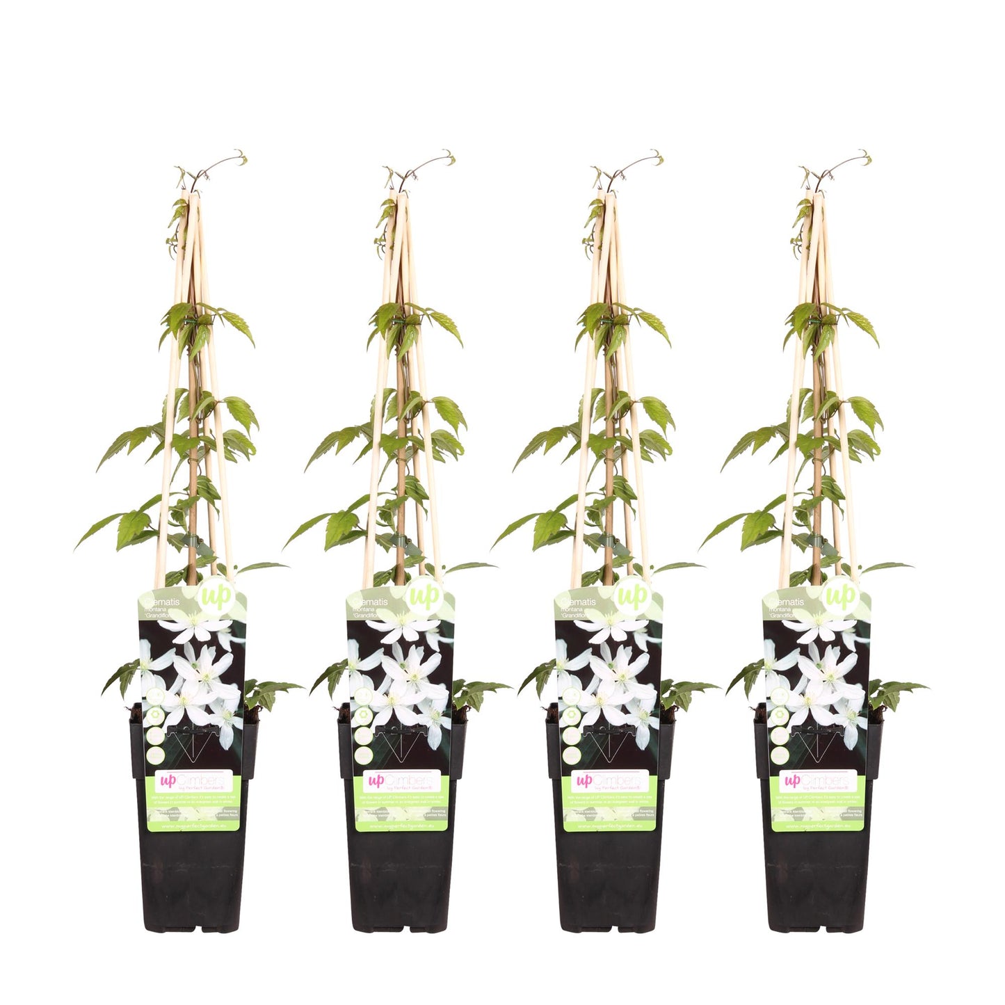 4x - Clematis Montana 'Grandiflora' - ↨65cm - Ø15 - Pflanzfix24.de - Pflanzfix24.de
