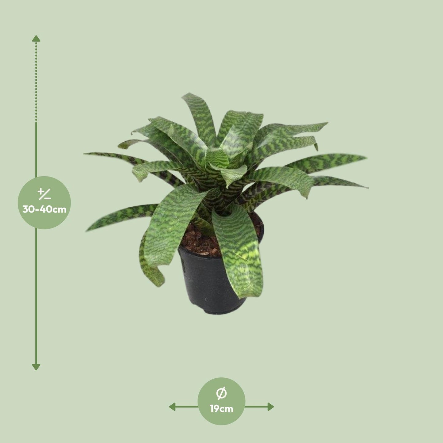 Vriesea Hieroglyphica - Ø19cm - ↕35cm bei Pflanzfix24