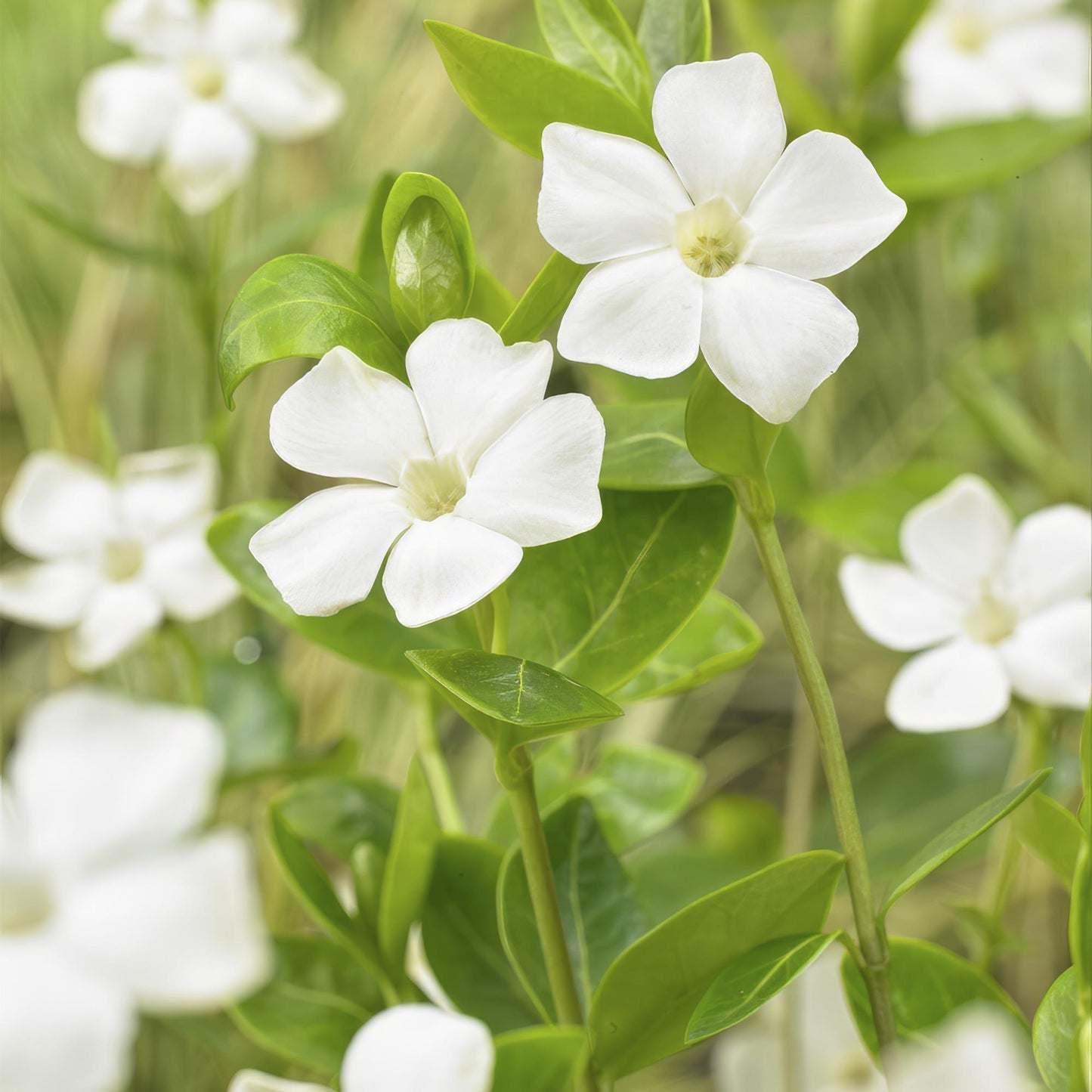12x Vinca major 'Alba' - pflanzfix24