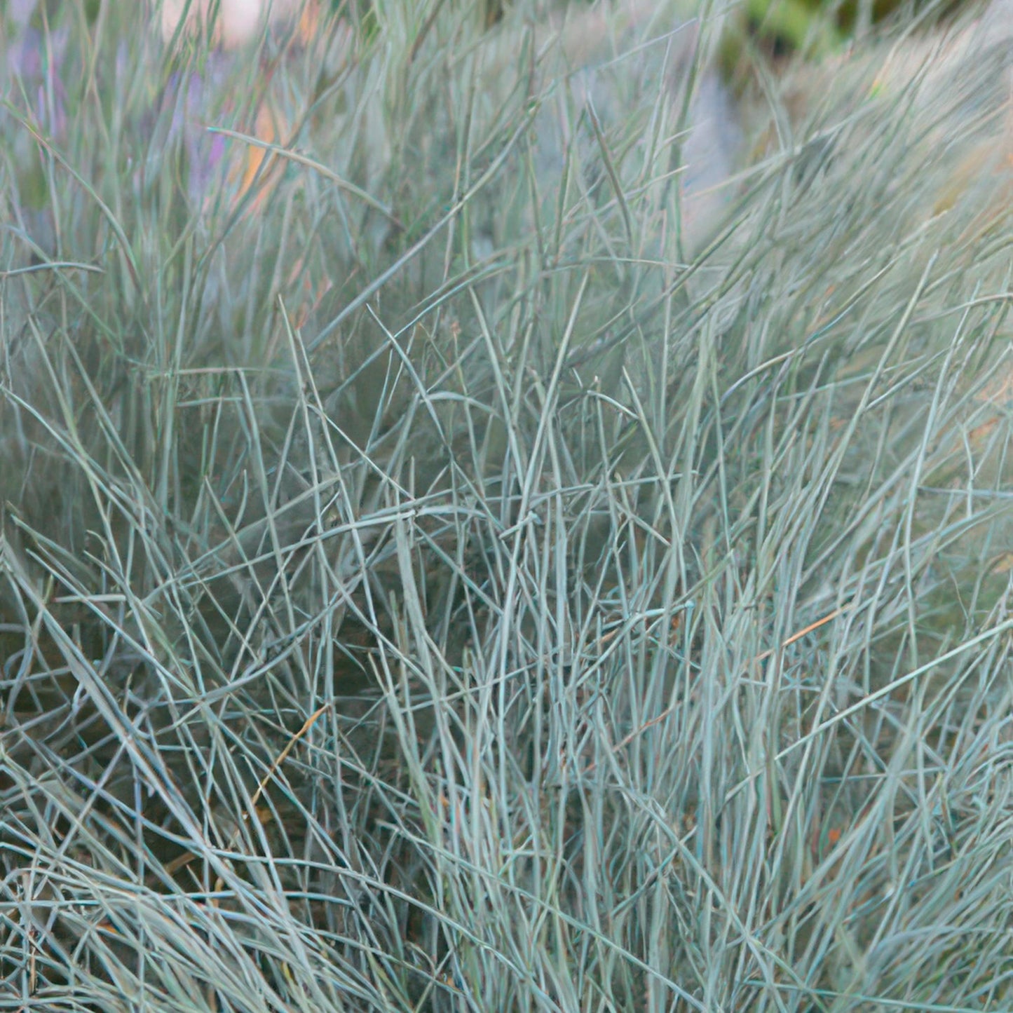 40x Festuca glauca 'Elijah Bleu' 10-25cm Ø9cm Ziergras | Pflanzfix24