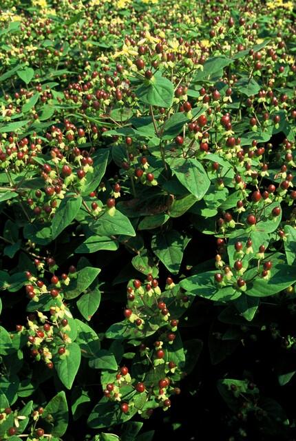 40x Hypericum inodorum 'Beauty' – Strauch mit goldgelben Blüten | Pflanzfix24