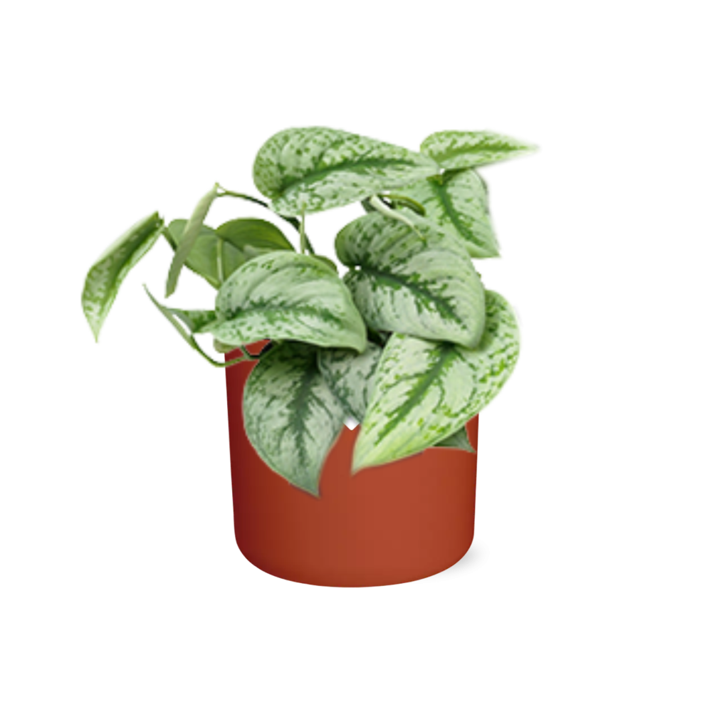 Scindapsus Pictus ‘Trebie’ in ELHO b.for soft rond 14cm brique - Pflanzfix24