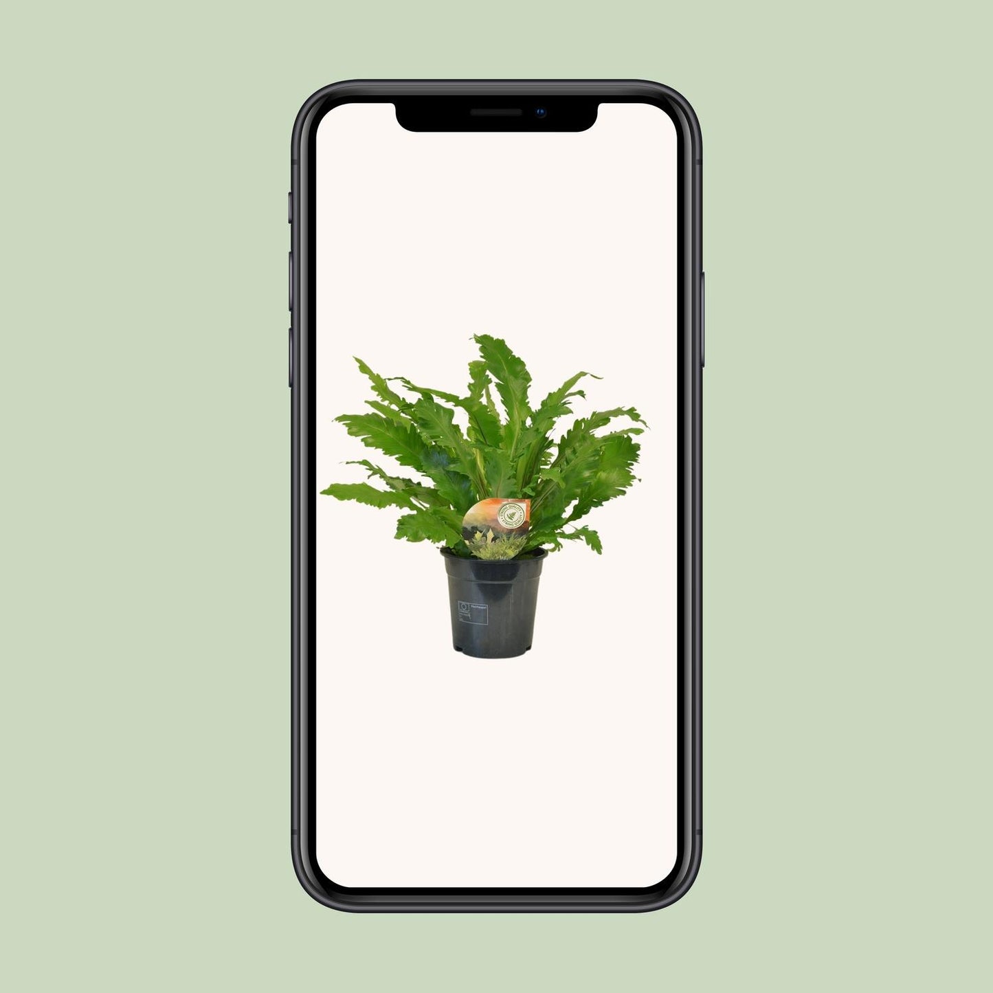 Asplenium Campio - Ø17cm - ↕50cm bei Pflanzfix24.de - Pflanzfix24.de
