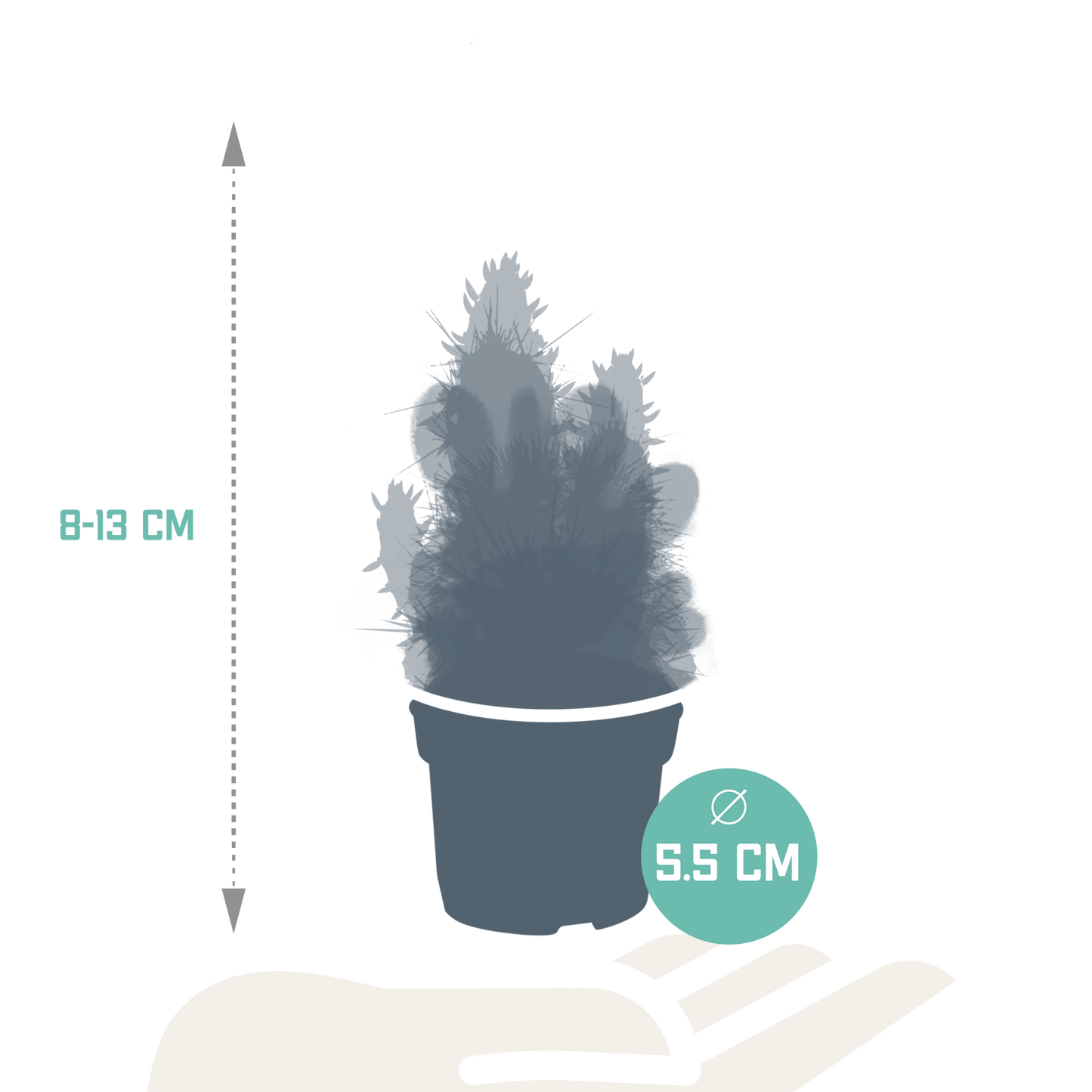 Kakteenmischung 5,5 cm - 10x - zonder pot | Pflanzfix24.de - Pflanzfix24.de