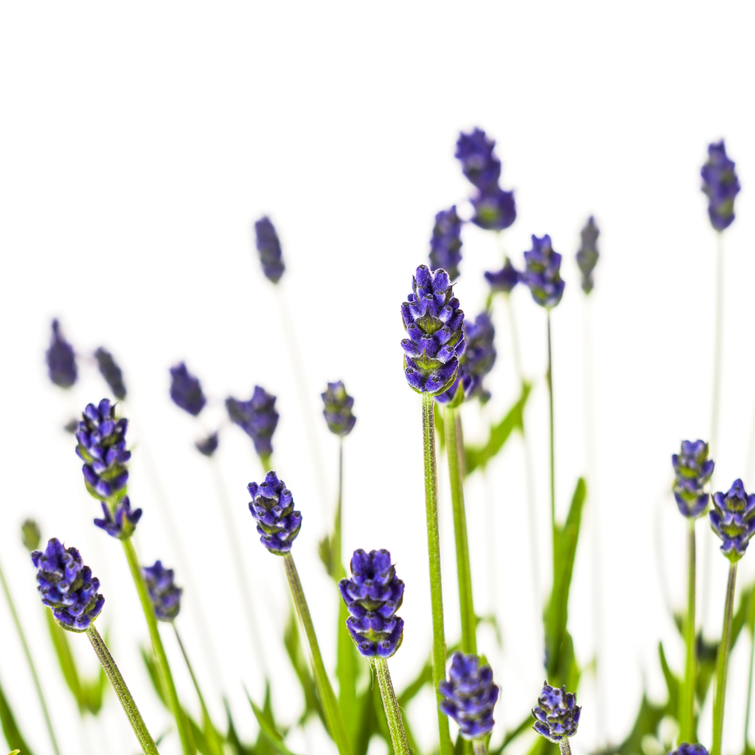 2x Lavandula angustifolia Ø19cm - ↕40 - 50cm - Pflanzfix24.de - Pflanzfix24.de