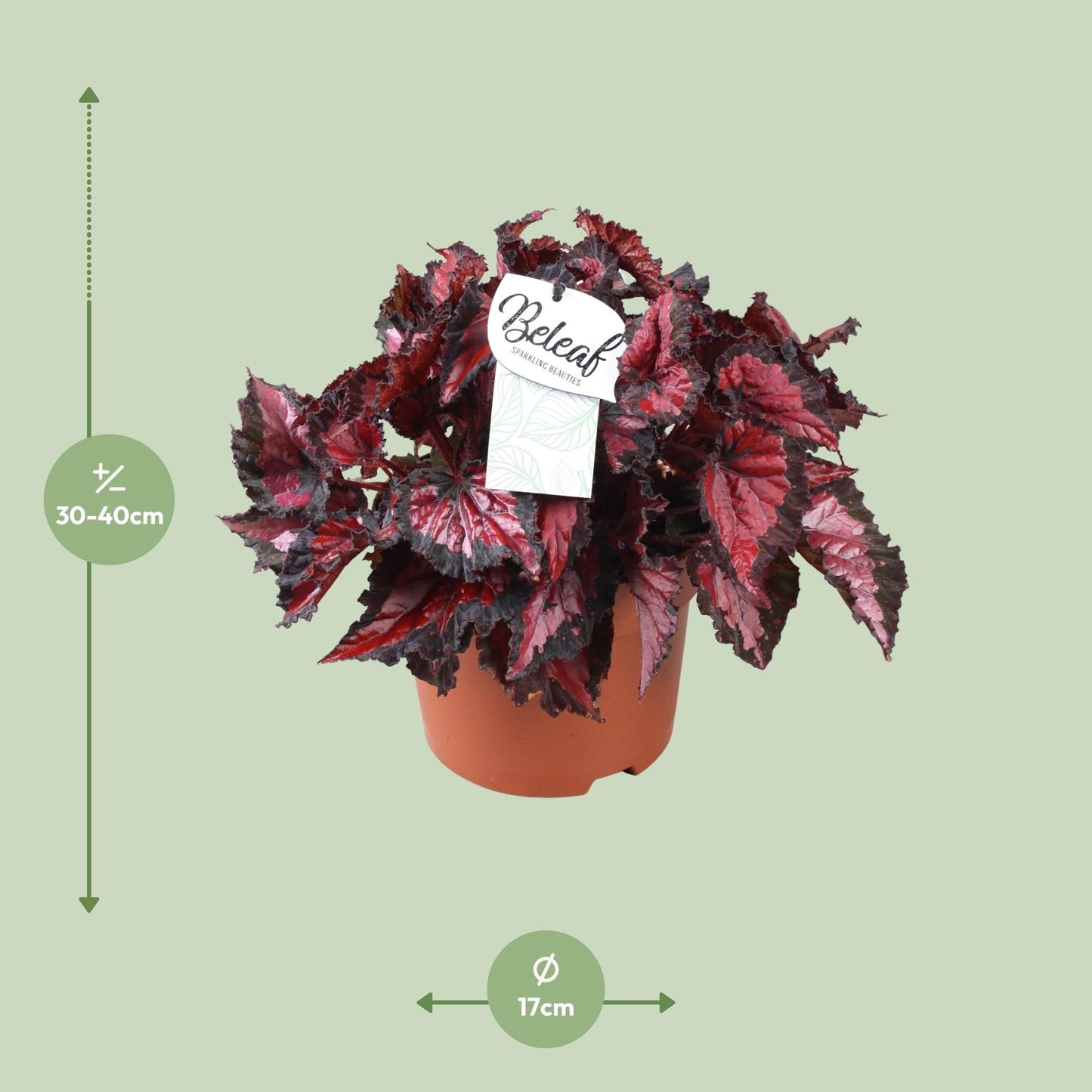 Begonia Beleaf Inca Night - Ø17cm - ↕35cm - Pflanzfix24