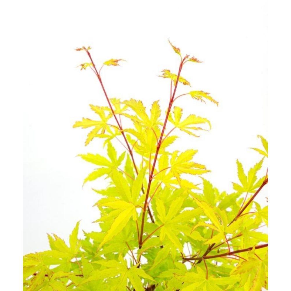 Acer palm. 'Anne Irene' - Ø19cm - ↕40cm - Pflanzfix24