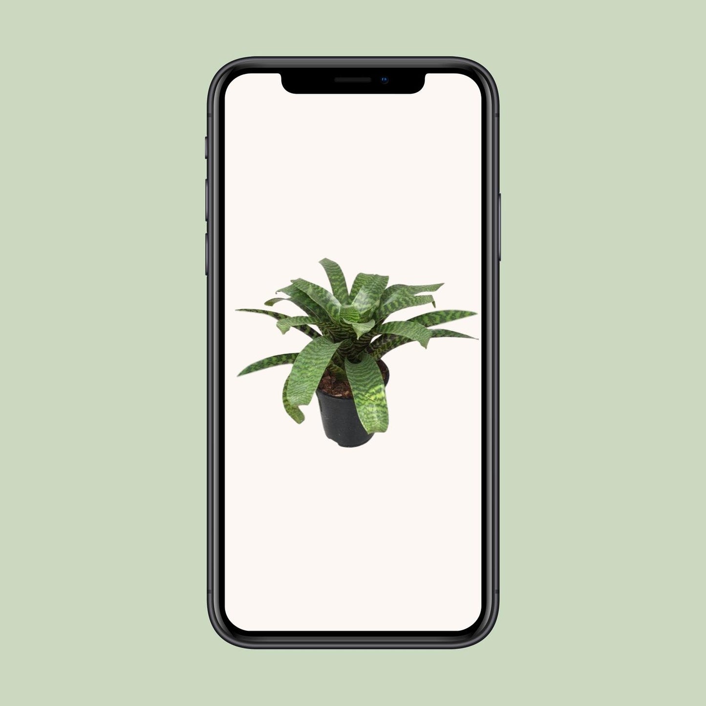 Vriesea Hieroglyphica - Ø19cm - ↕35cm bei Pflanzfix24