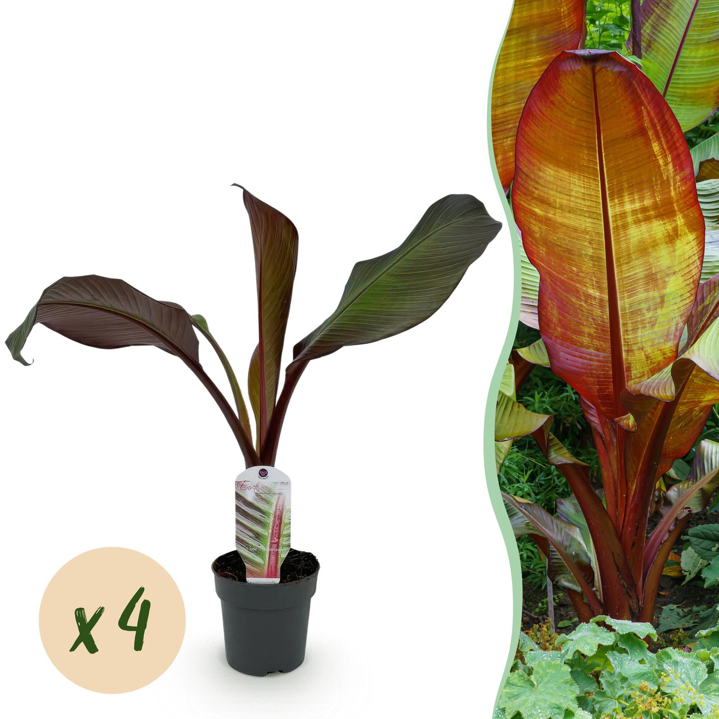 Pflanzfix24 - Bananenpflanze Ensete ventricosum Maurelli - 4 Pflanzen