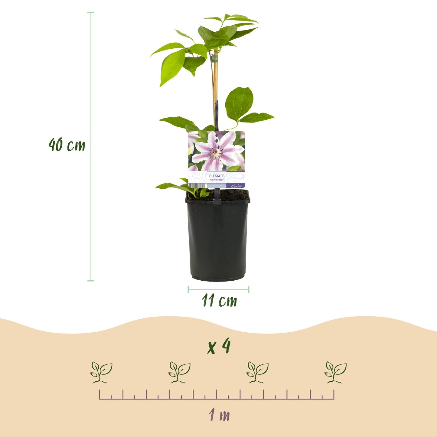 Pflanzfix24.de - Clematis Nelly Moser - 2er Set - Topf 11cm - Pflanzfix24.de