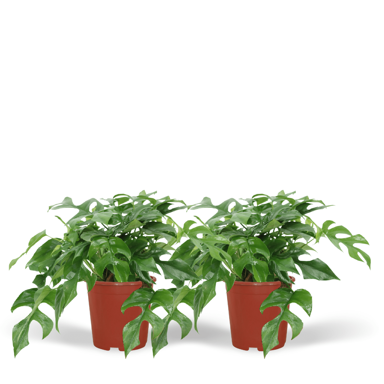 Monstera Minima 2er-Set Ø15cm – Lochpflanze | Pflanzfix24.de - Pflanzfix24.de