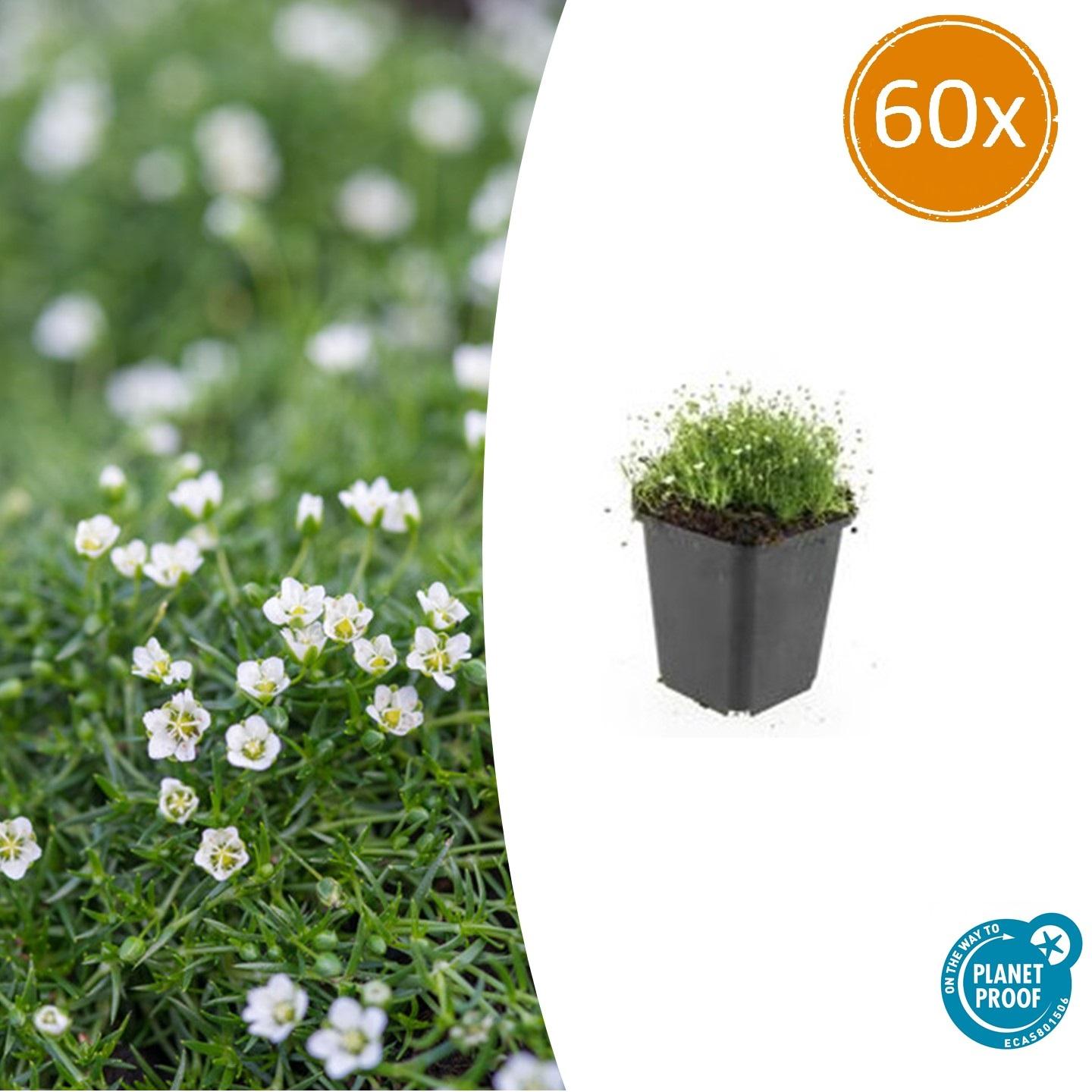 60x Sagina subulata - ↕10-25cm - Ø9cm - Pflanzfix24.de - Pflanzfix24.de