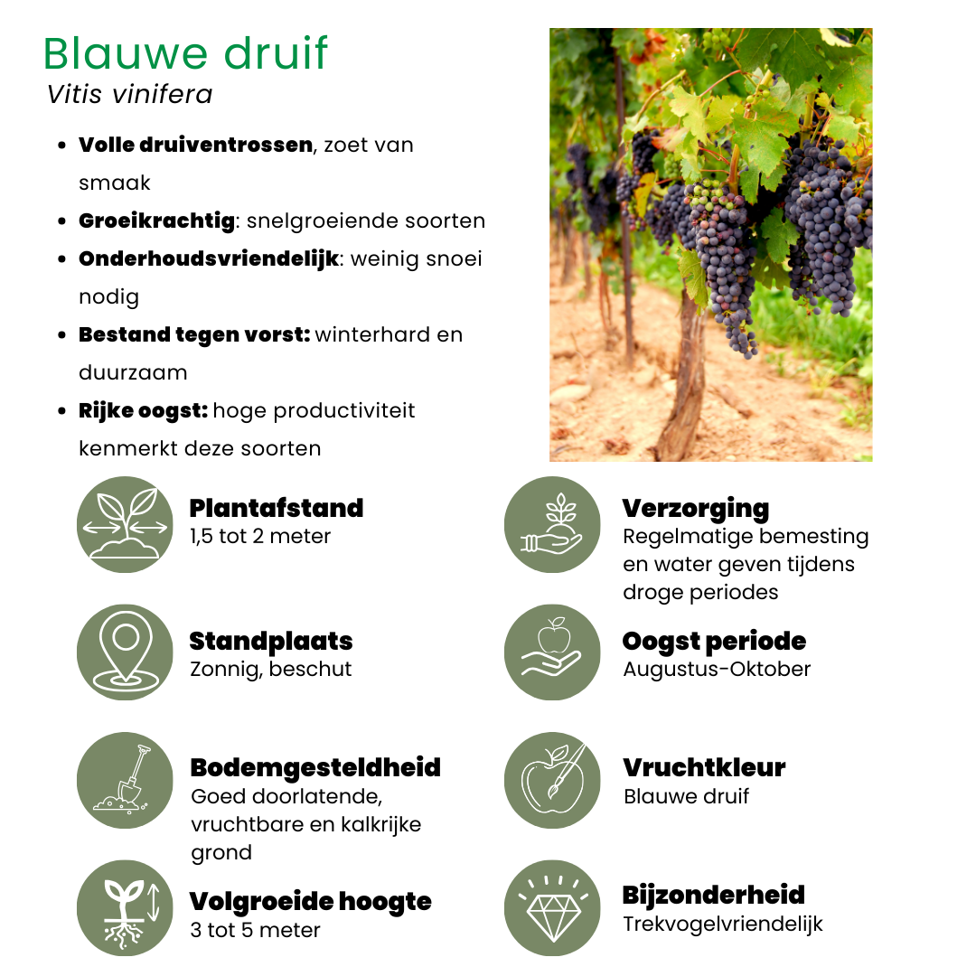 Fruchtoase BIO Obstpflanzen Mix - Pflanzfix24
