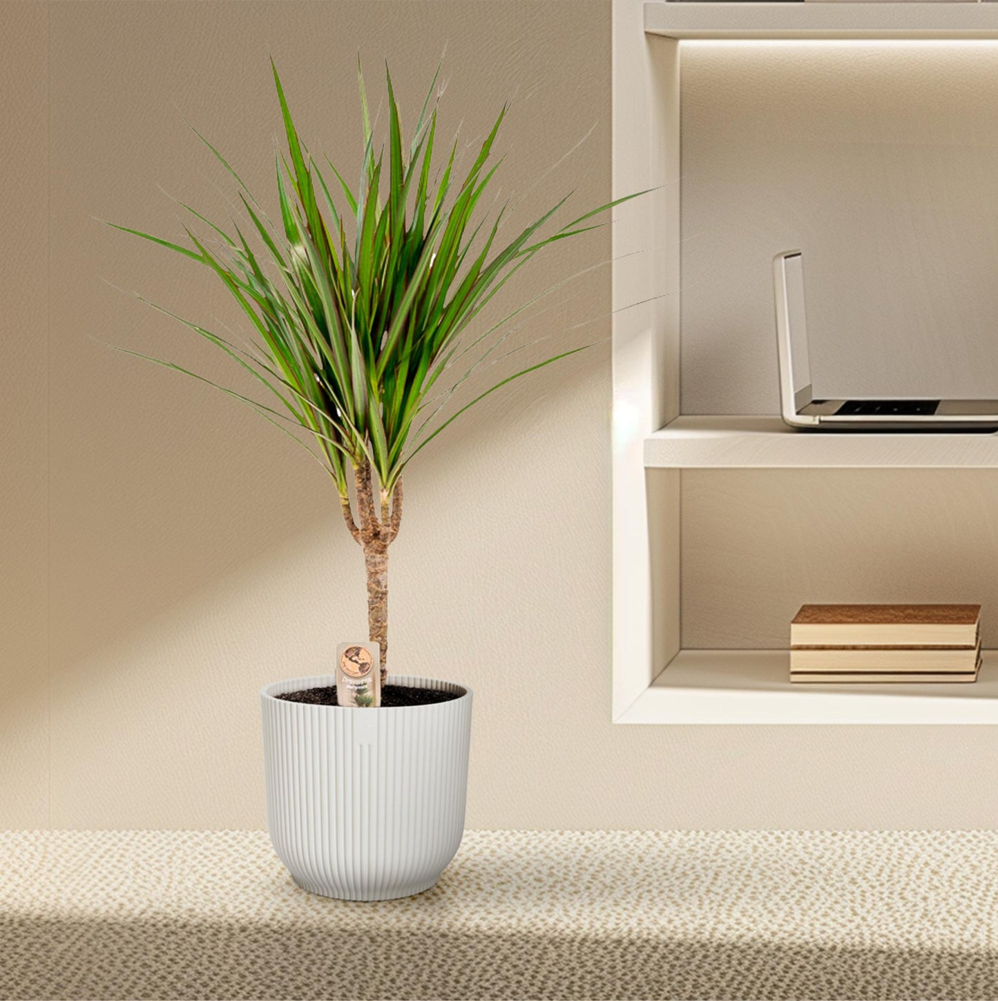 Dracaena Marginata - Ø14cm - ↕60cm - Pflanzfix24