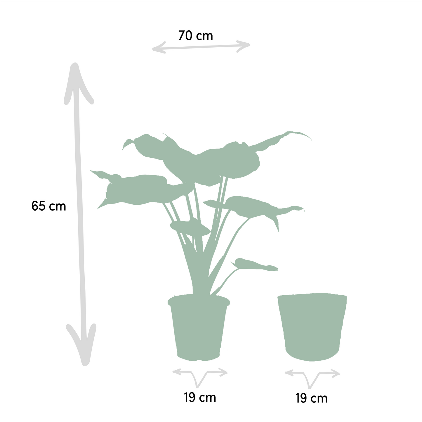 Alocasia Cucullata & Lauterbachiana Set + Korb - Pflanzfix24.de - Pflanzfix24.de