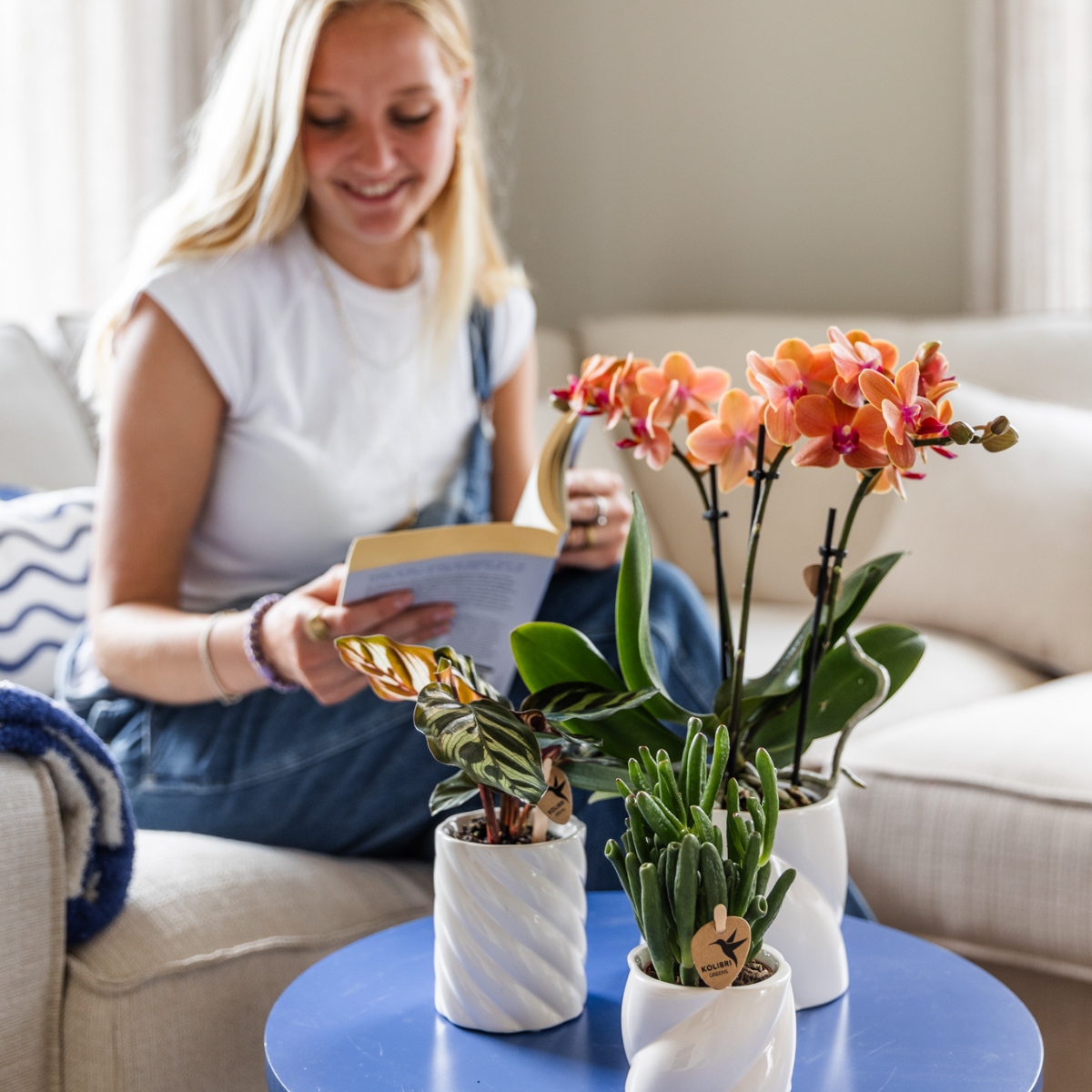 4er Set Phalaenopsis Bozen Orange – Combi Deal Ø9cm | Pflanzfix24.de - Pflanzfix24.de