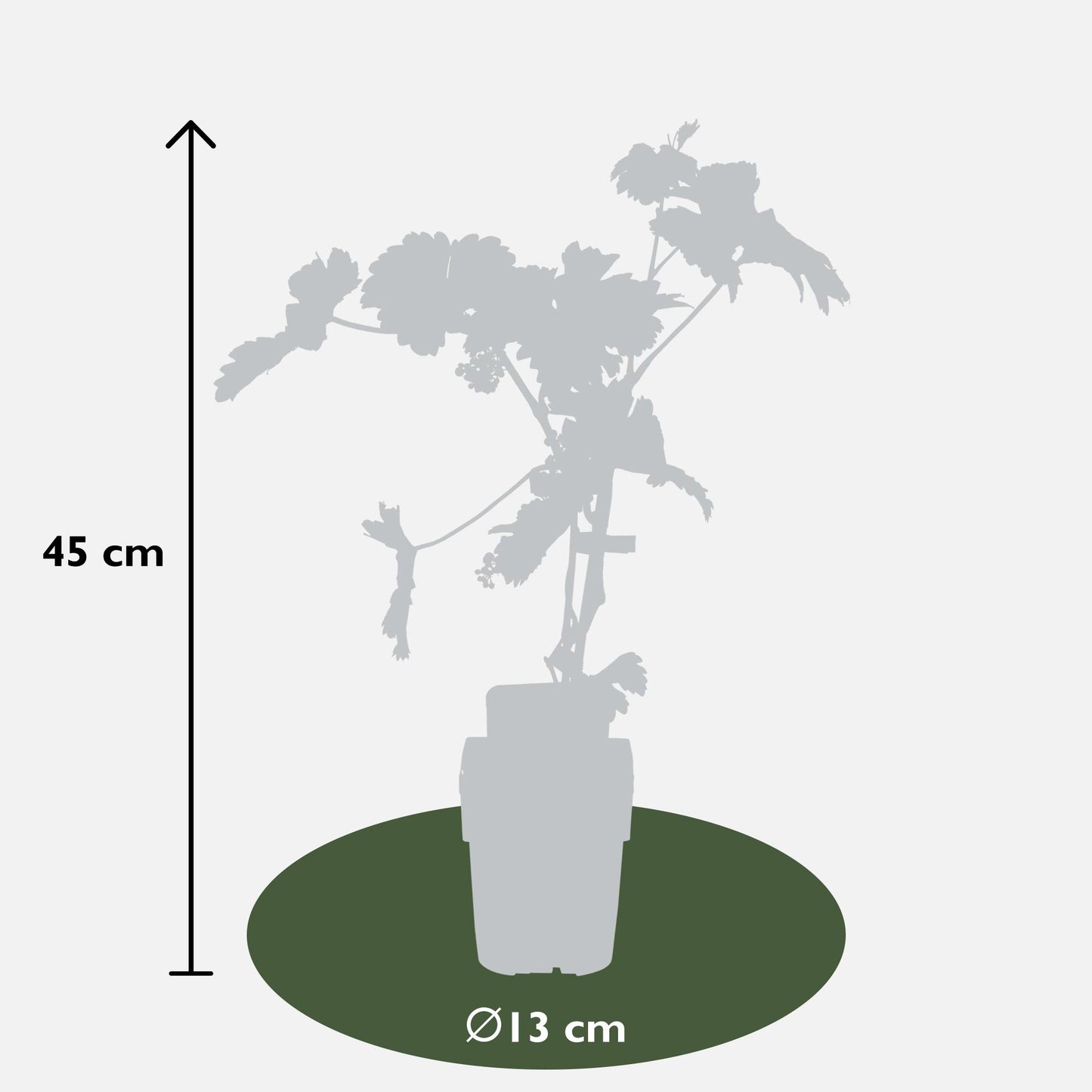 Vitis Johanniter Weißweintraube – Bio Rebe von Pflanzfix24.de - Pflanzfix24.de