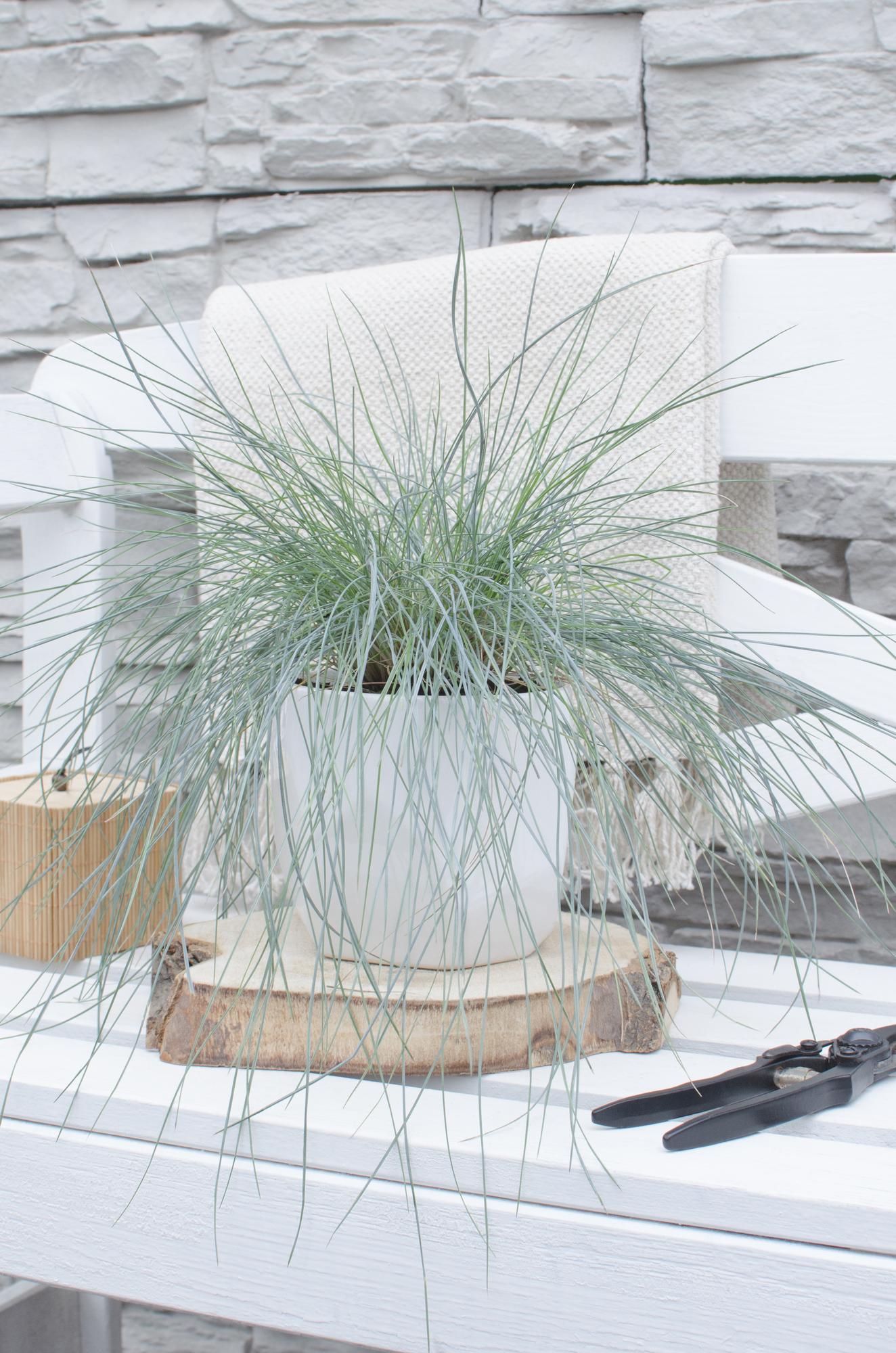 Festuca glauca Azura Blue - Ø14 - ↨30cm - Pflanzfix24