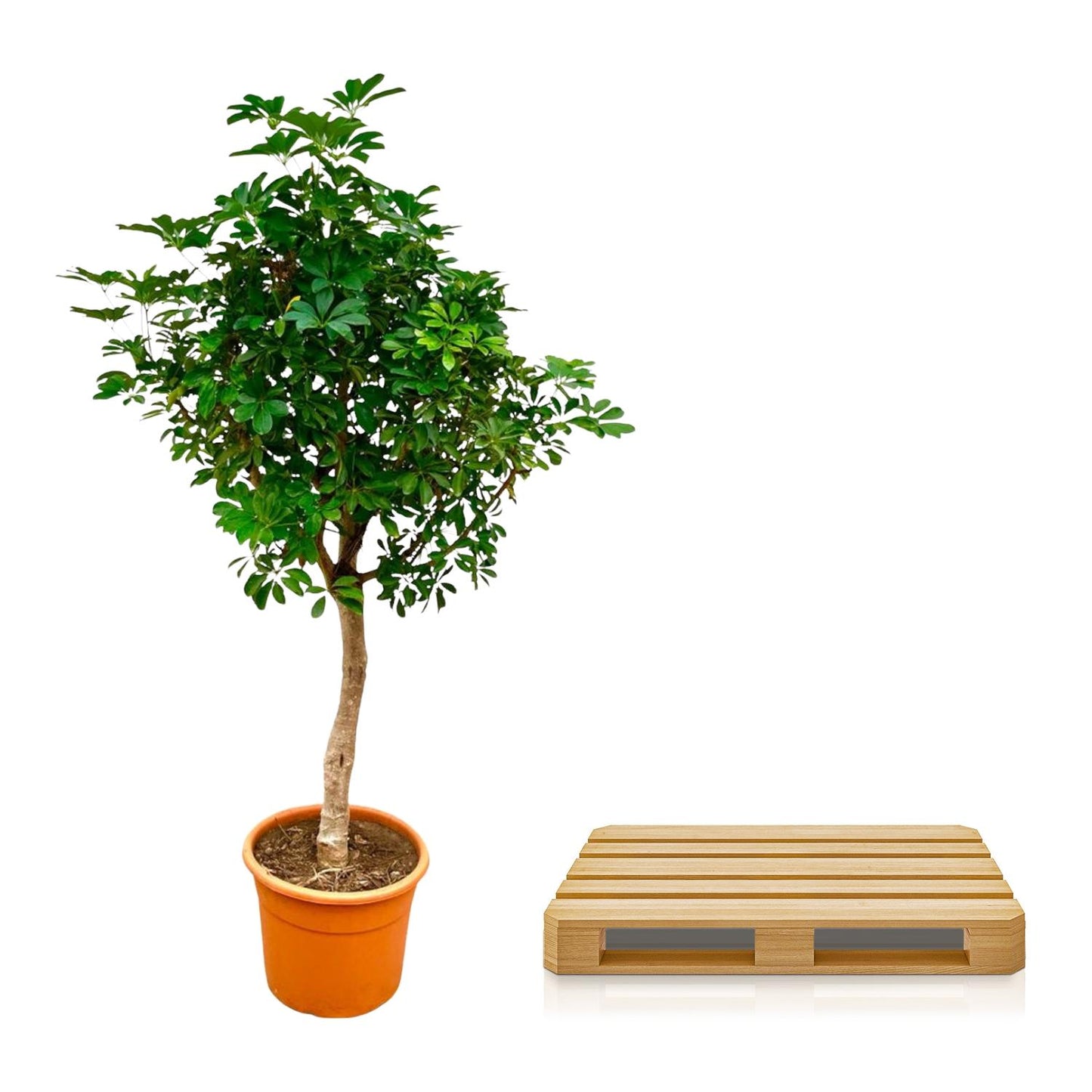 Schefflera op Stam 210cm Ø45cm | Tropische Zimmerpflanze | Pflanzfix24.de - Pflanzfix24.de