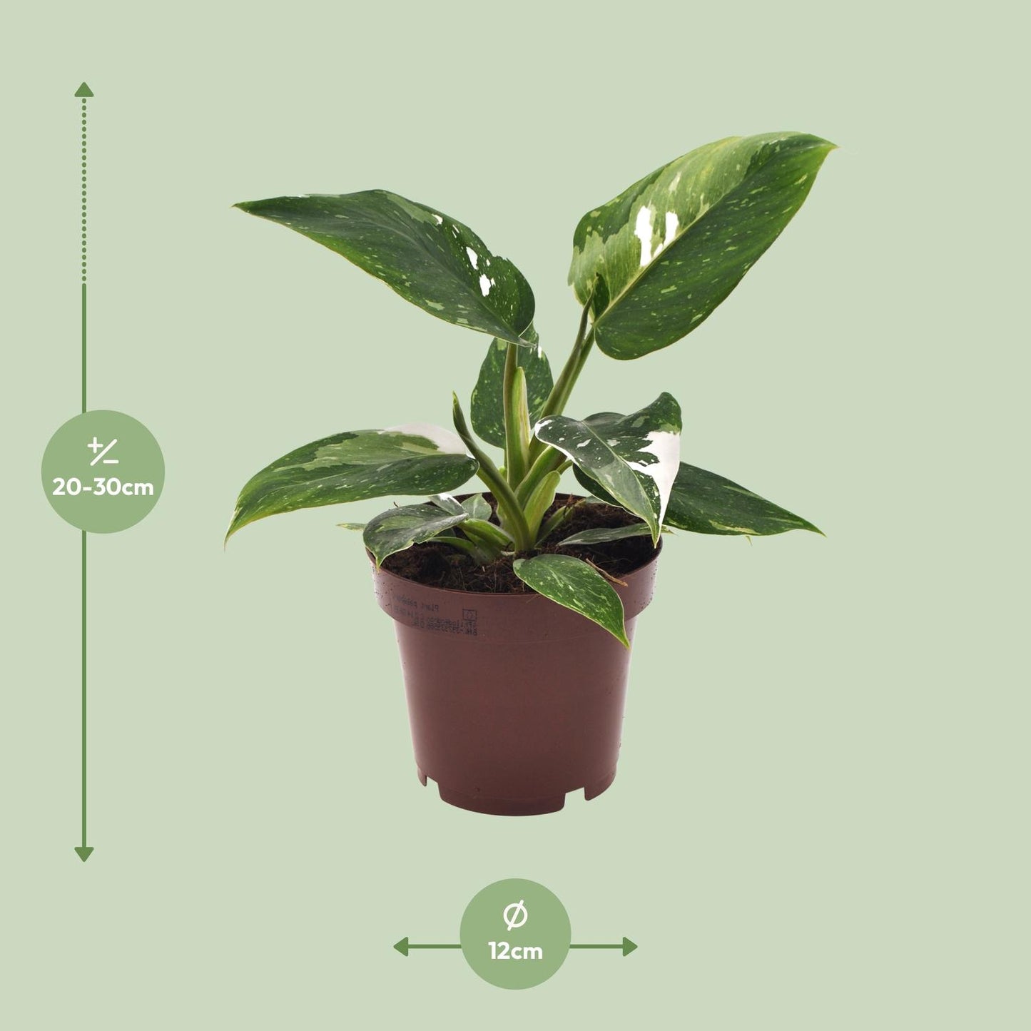 Philodendron White Princess - Ø12cm - ↕25cm - pflanzfix24