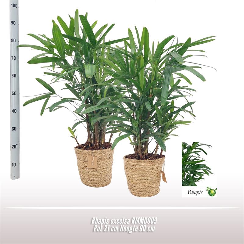 Rhapis Excelsa 21cm RMMD009 - Pflanzfix24
