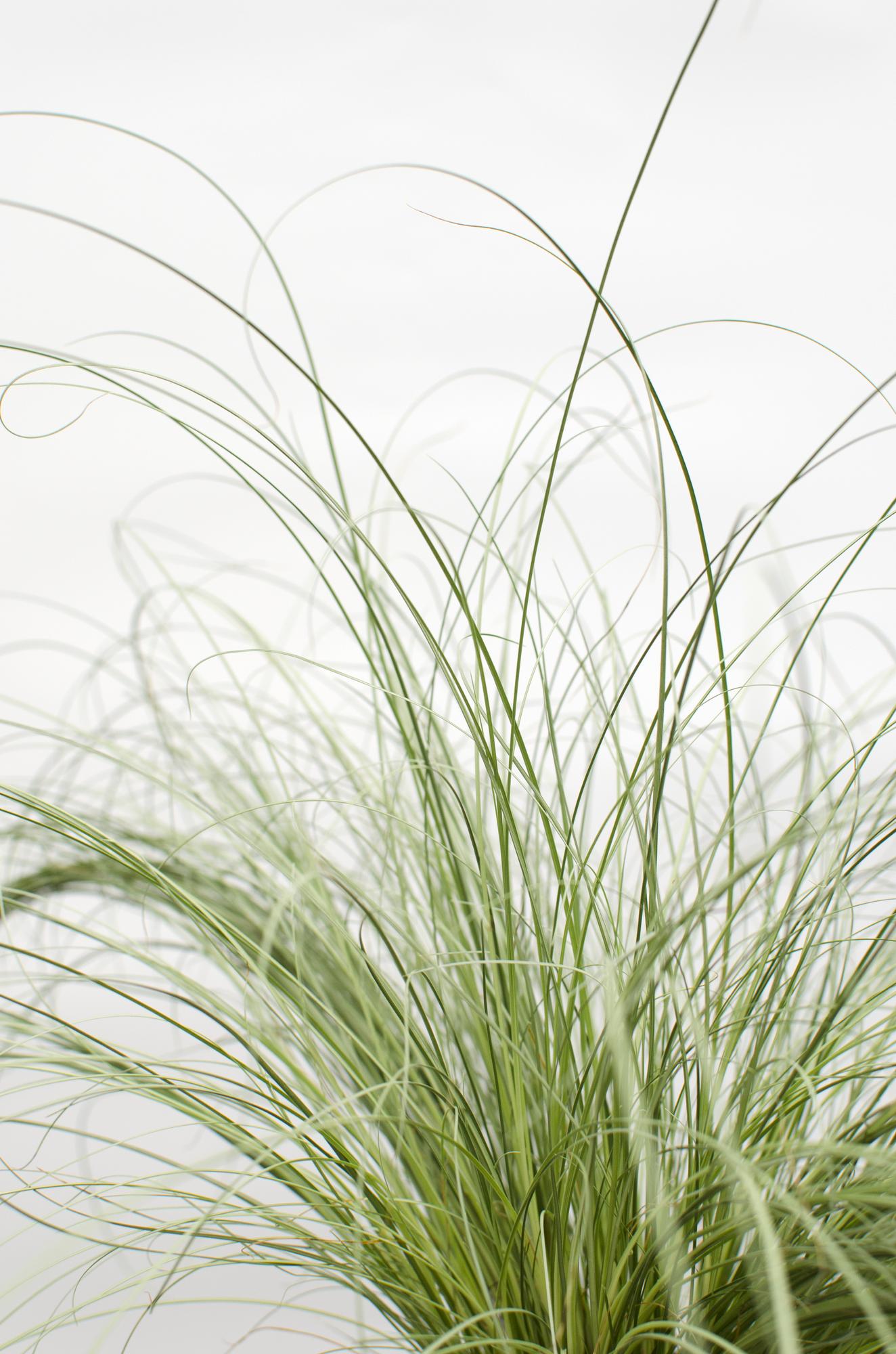 3x Carex comans 'Frosted Curls' - ↨30cm - Ø14 - Pflanzfix24