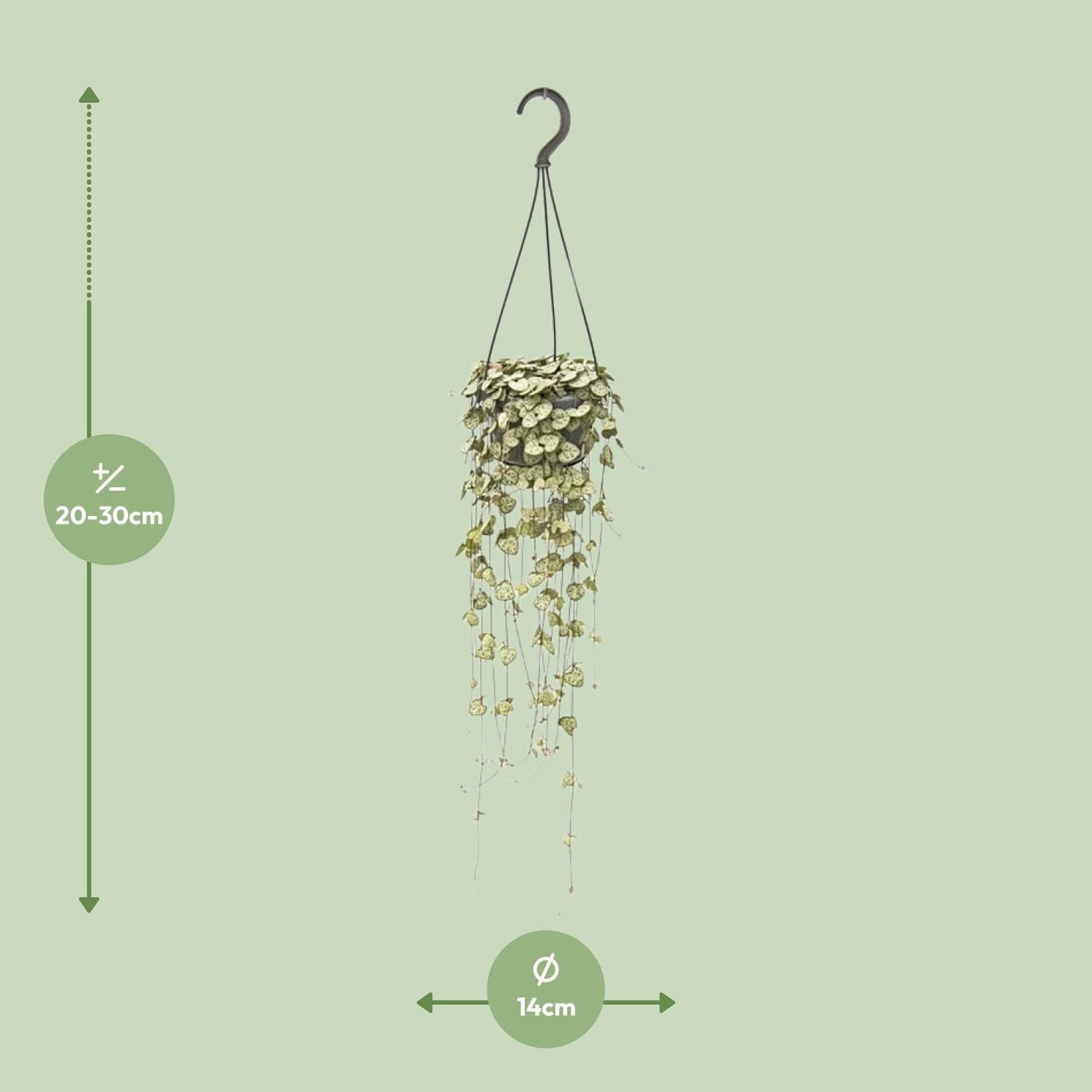 Ceropegia Woodii Hang - Ø14cm - ↕50cm - Pflanzfix24.de - Pflanzfix24.de