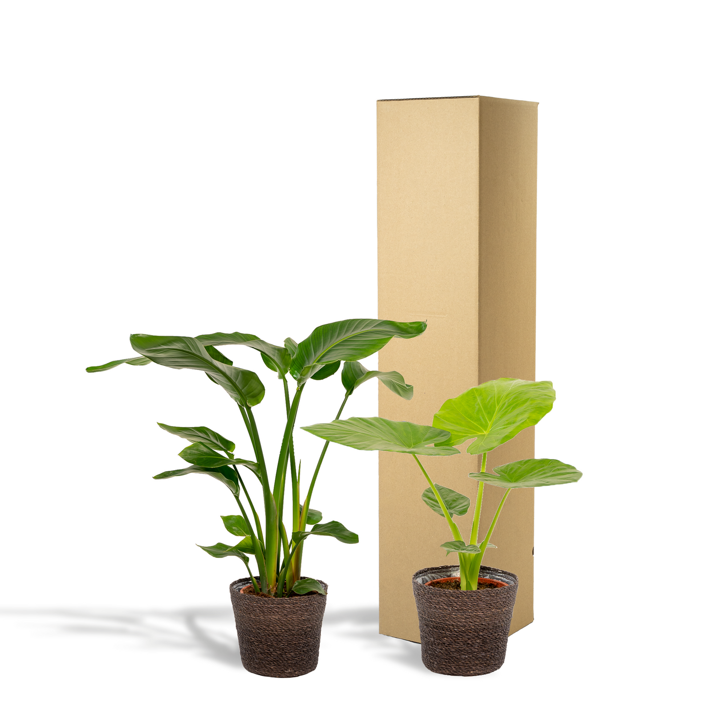 Strelitzia Nicolai & Alocasia Macrorrhiza Zimmerpflanzen-Set mit Korb Igmar - Pflanzfix24