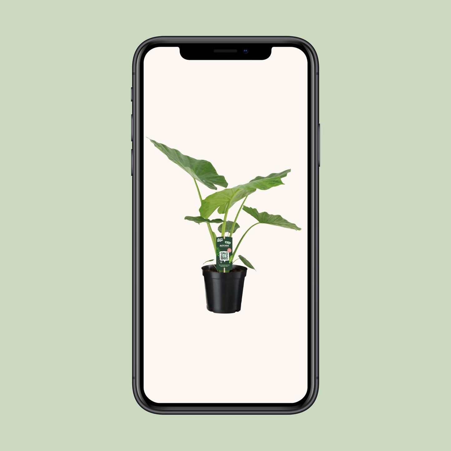 Alocasia Macrorrhiza - Ø19cm - ↕70cm bei Pflanzfix24.de - Pflanzfix24.de