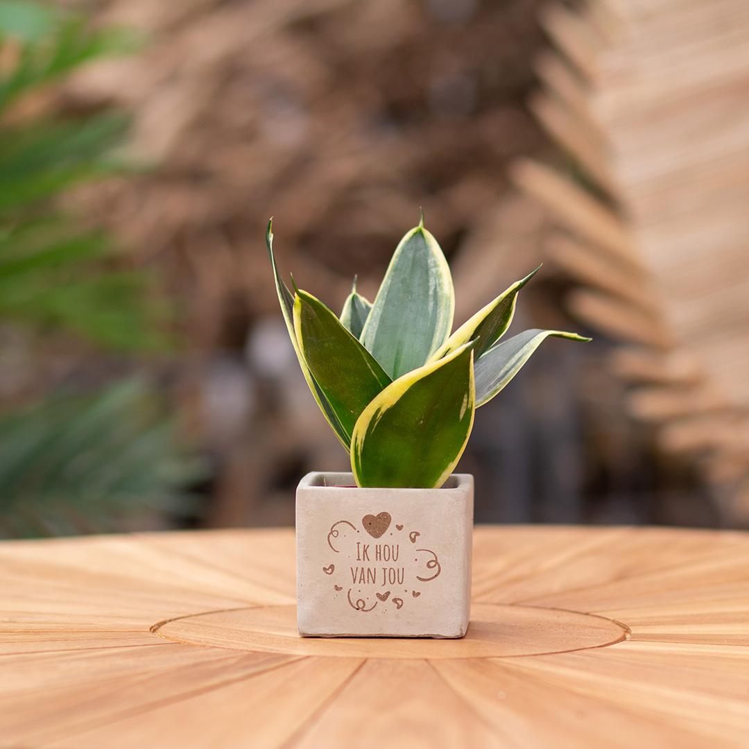 Congreet plantpots + Sansevieria | Ik hou van jou - Pflanzfix24.de - Pflanzfix24.de