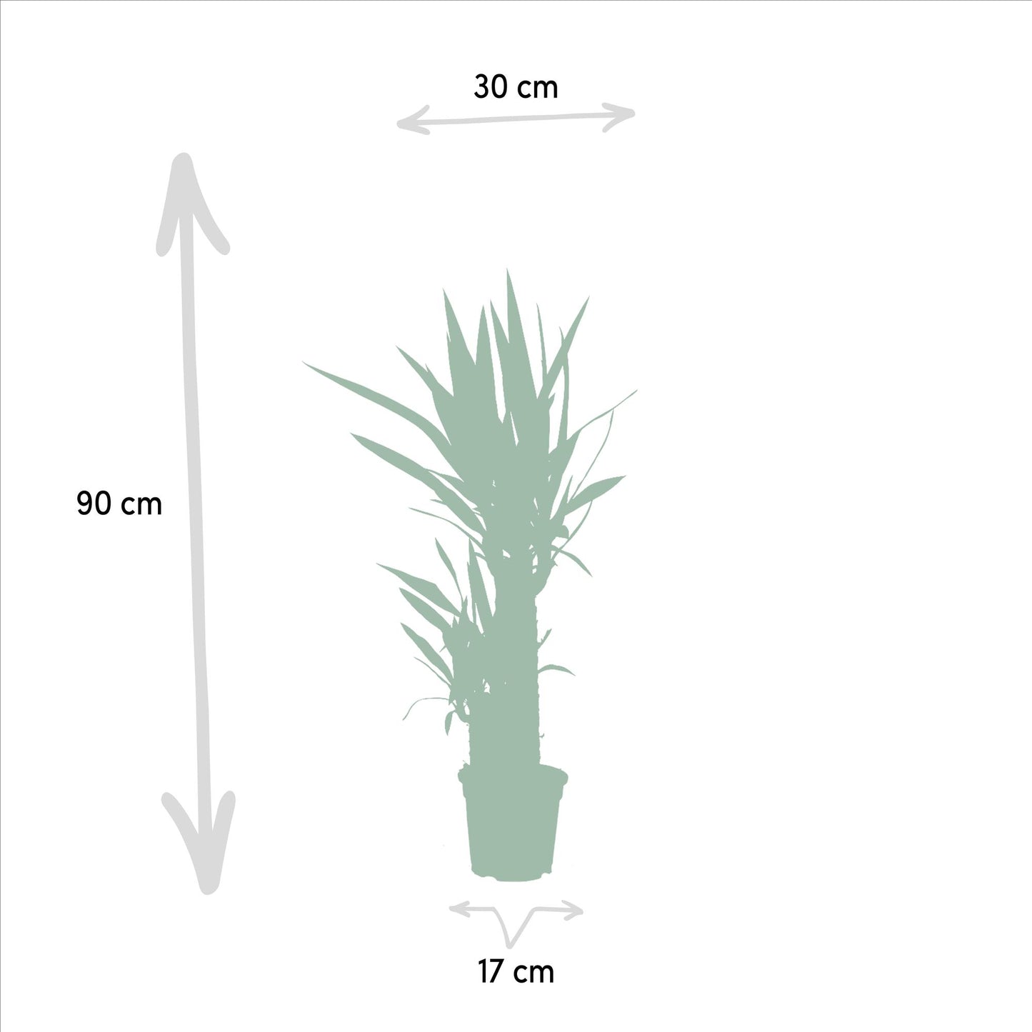 Yucca 90 cm – Ø17 cm – Pflanzfix24.de - Pflanzfix24.de