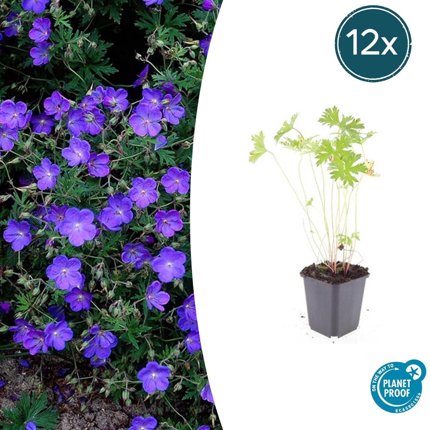 12x Geranium 'Johnson's Blue' - ↕10-25cm - Ø9cm bei Pflanzfix24